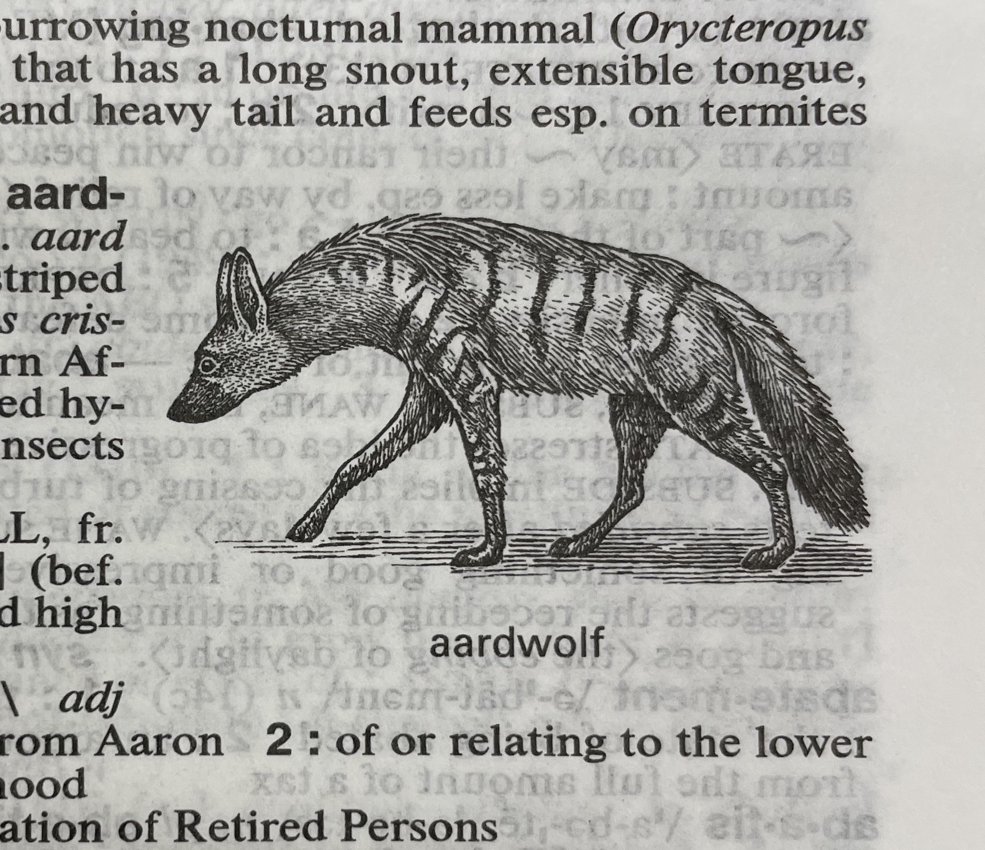 Dictionary illustration