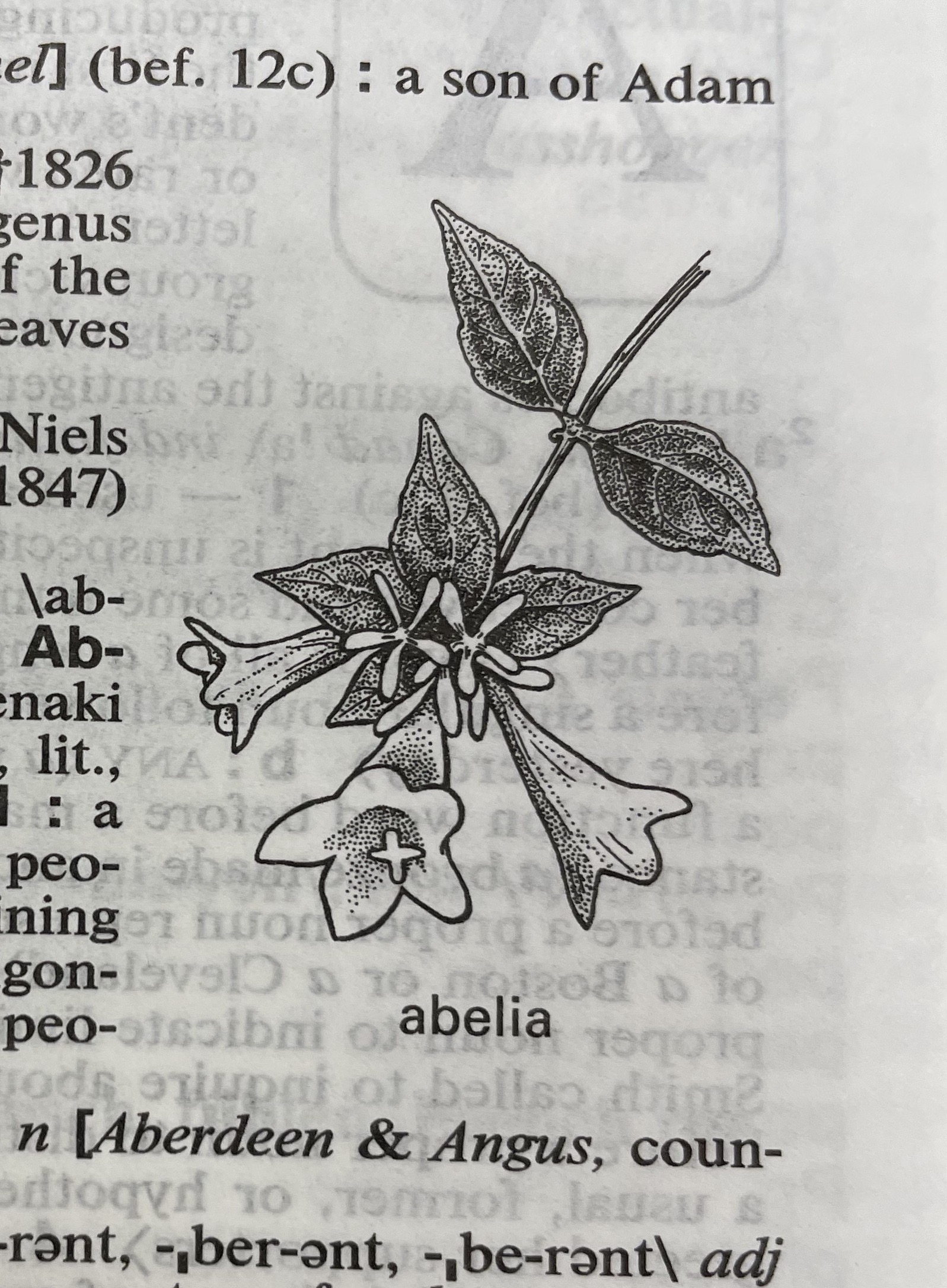 Dictionary illustration