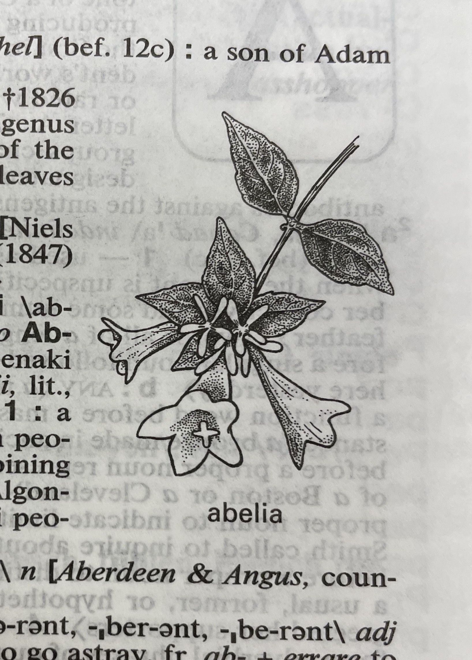 Dictionary illustration