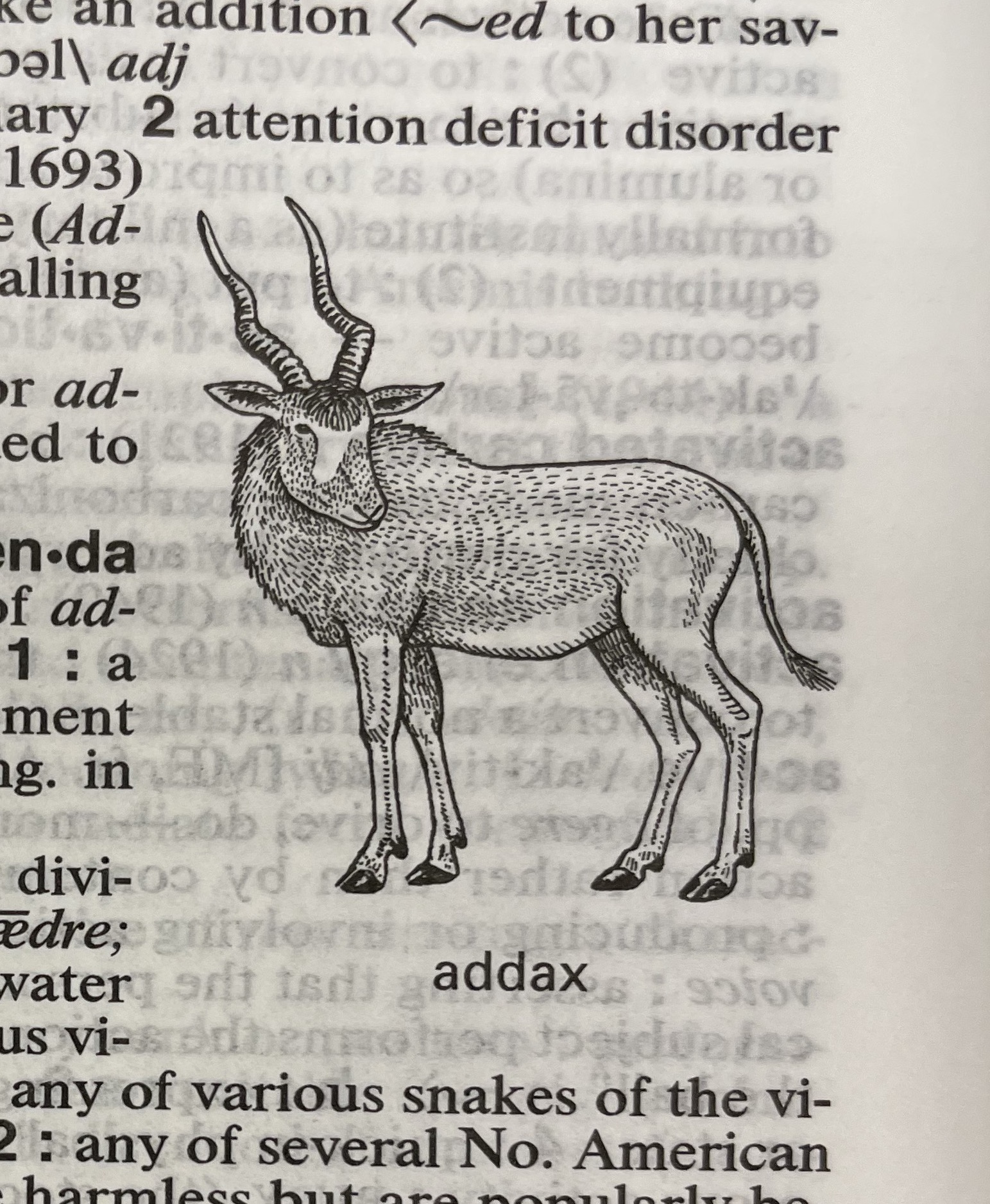 Dictionary illustration