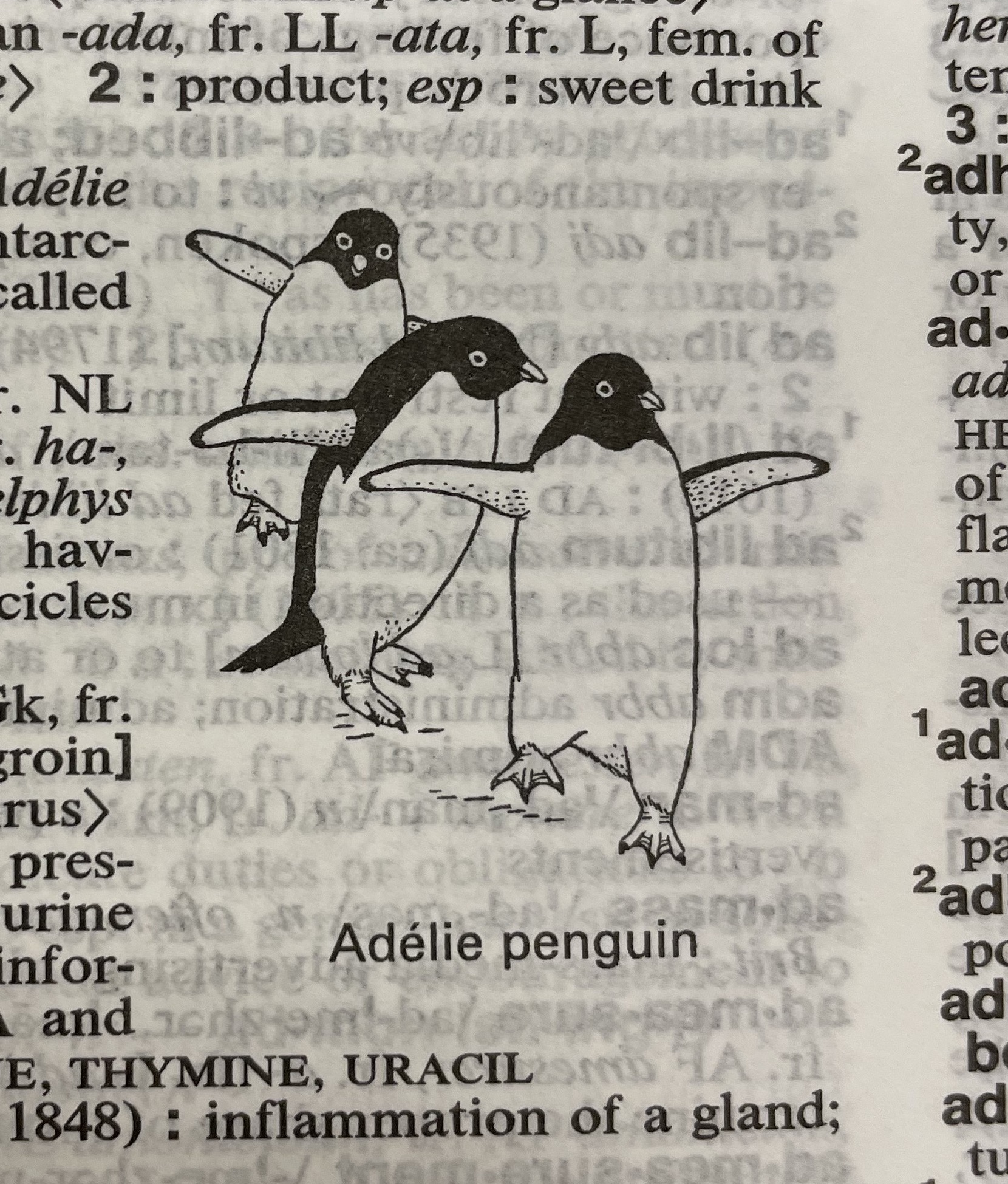 Dictionary illustration