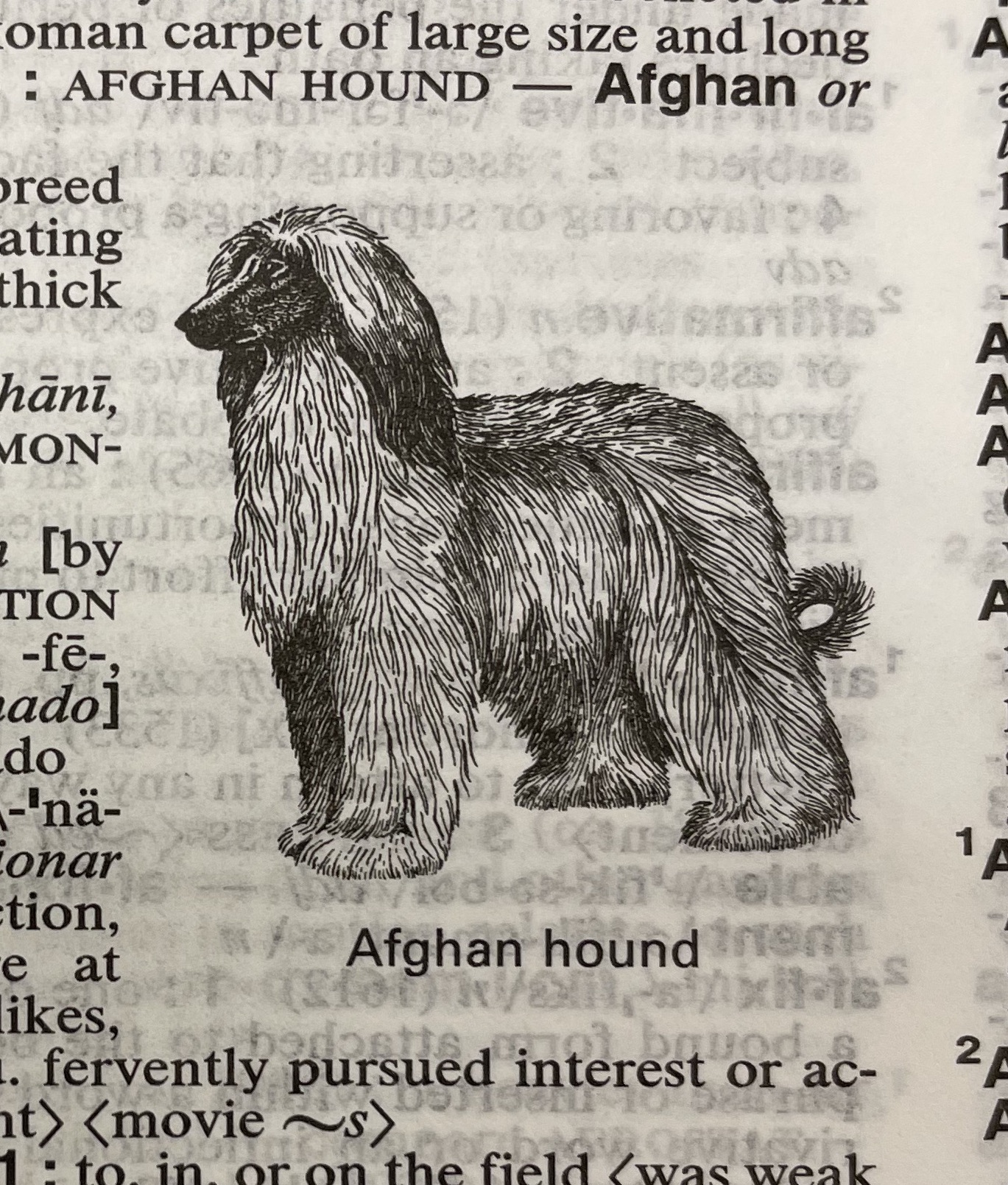 Dictionary illustration