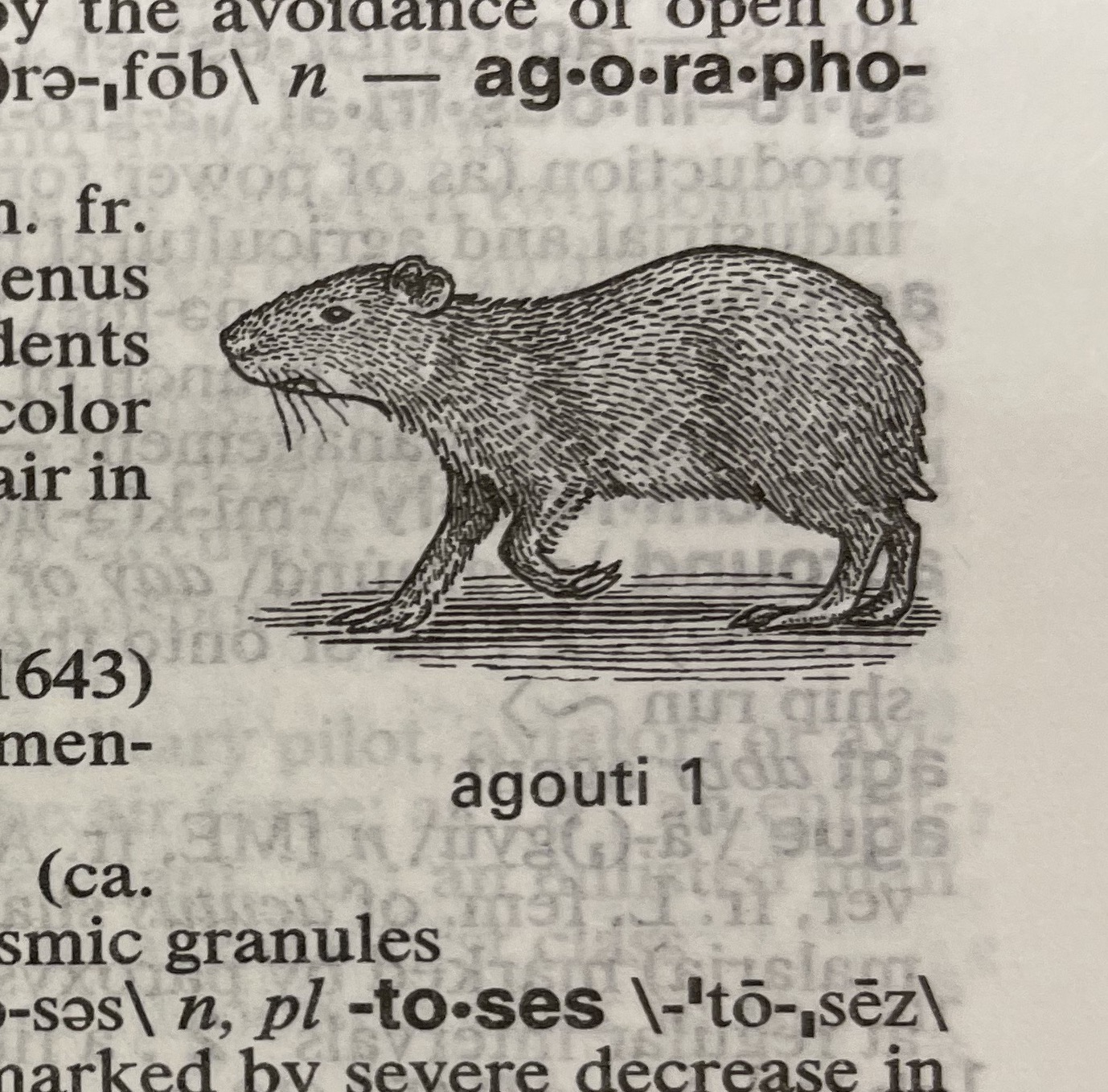 Dictionary illustration