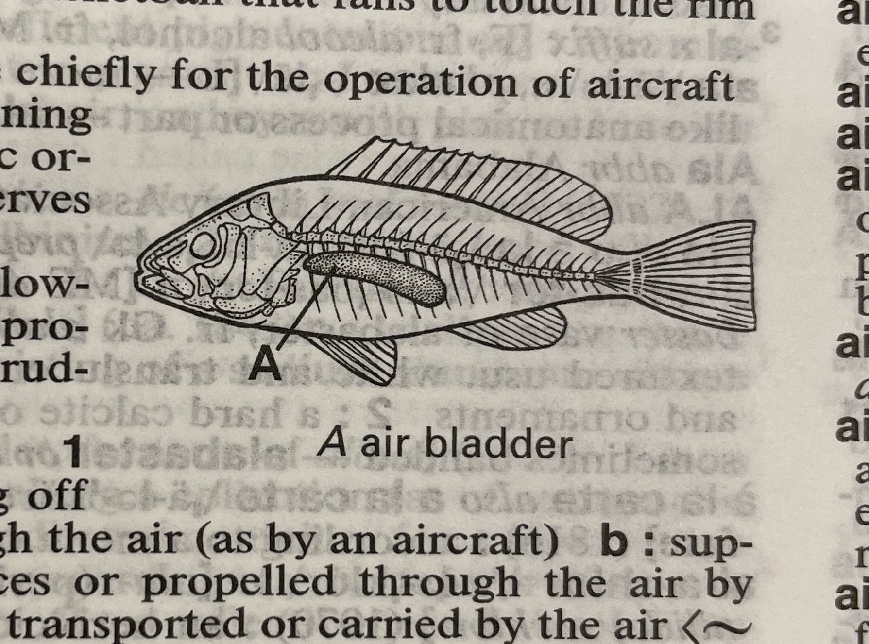 Dictionary illustration