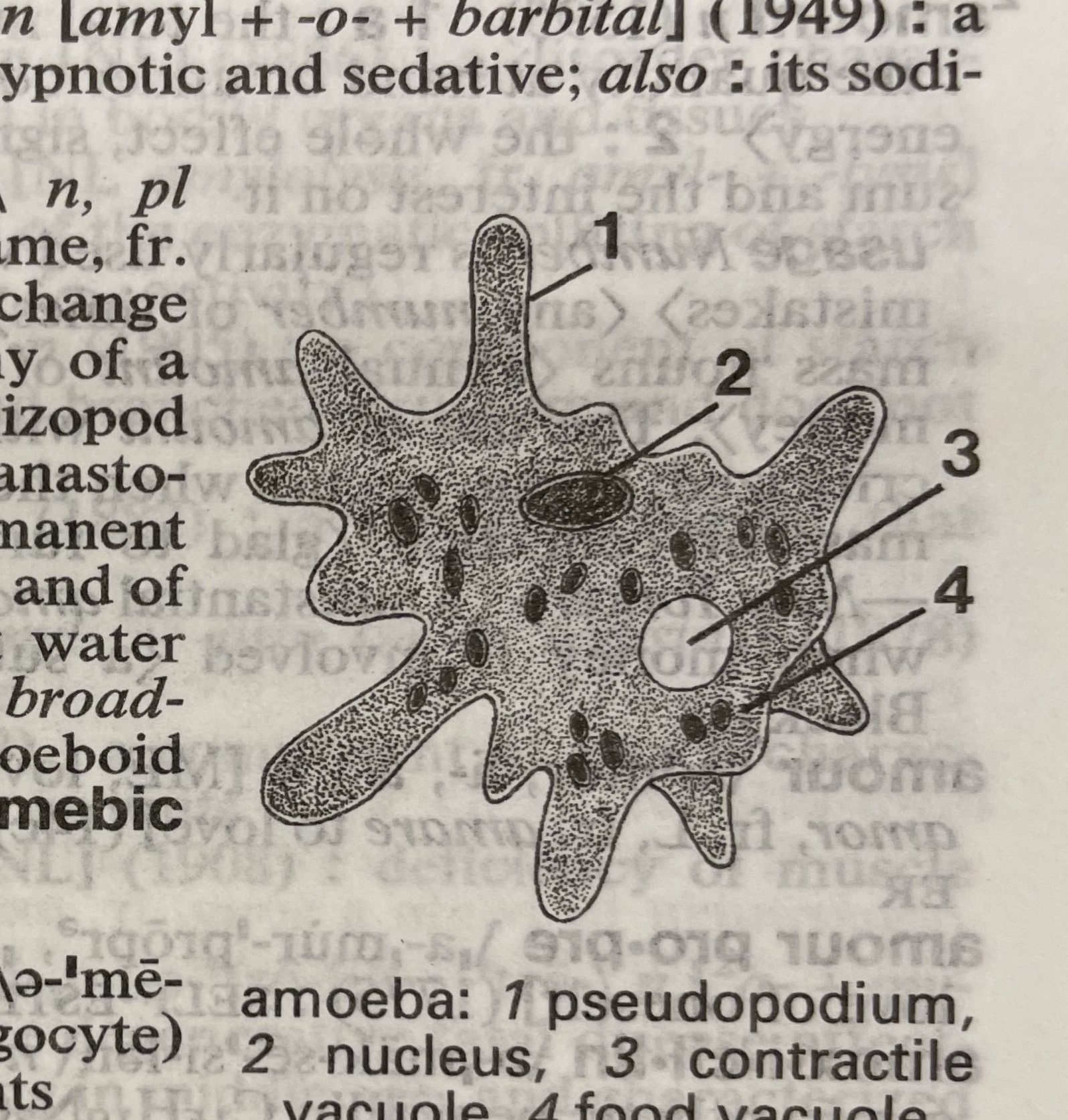 Dictionary illustration