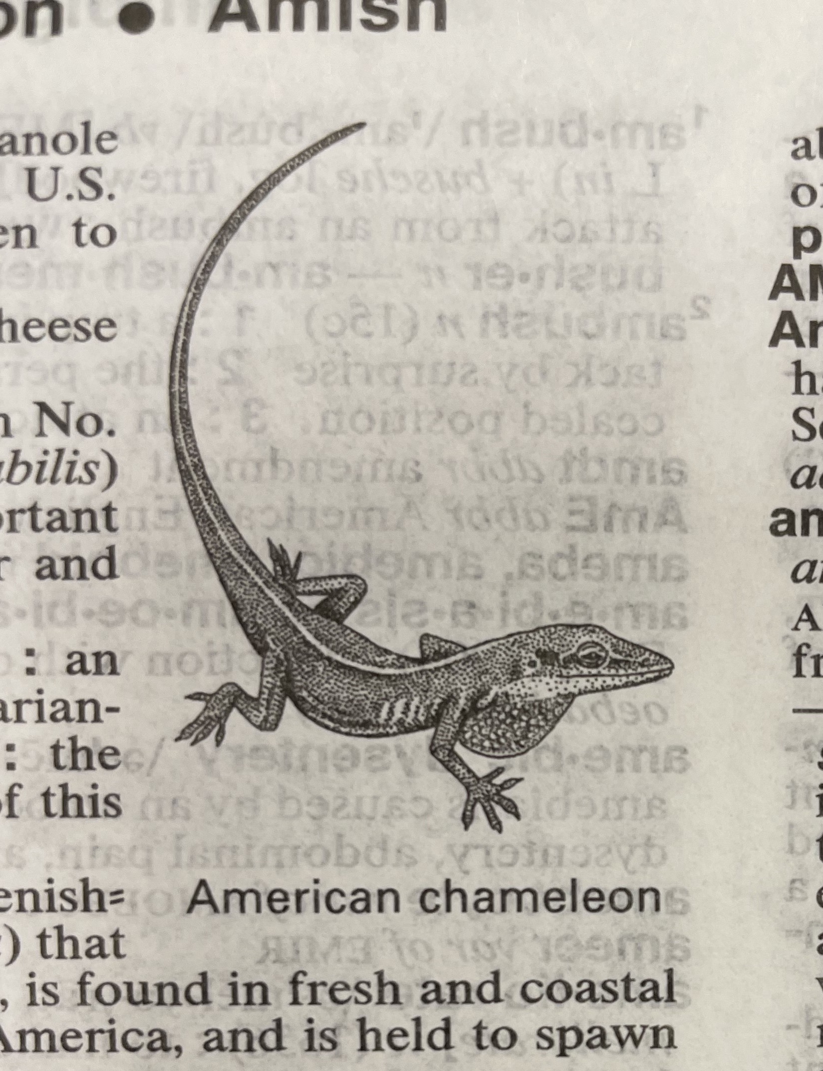 Dictionary illustration