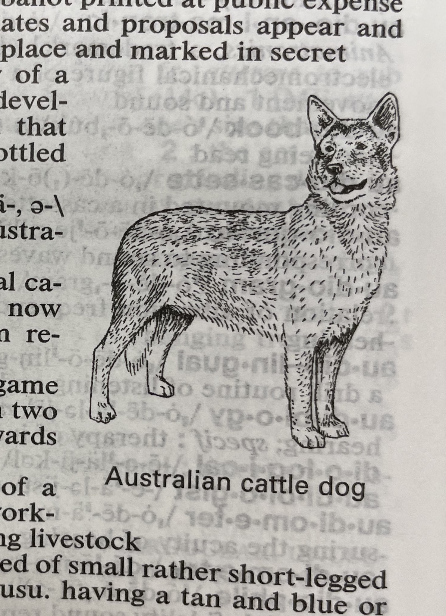 Dictionary illustration