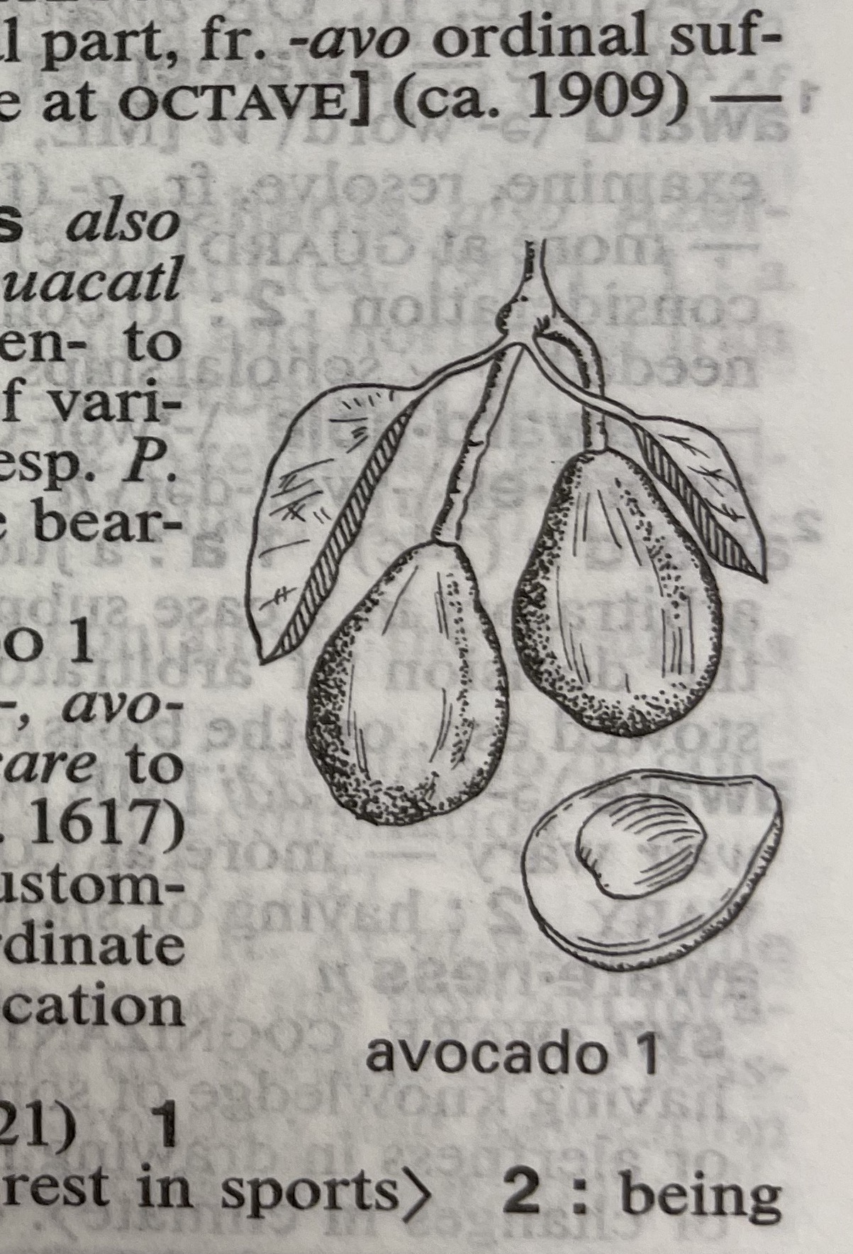 Dictionary illustration
