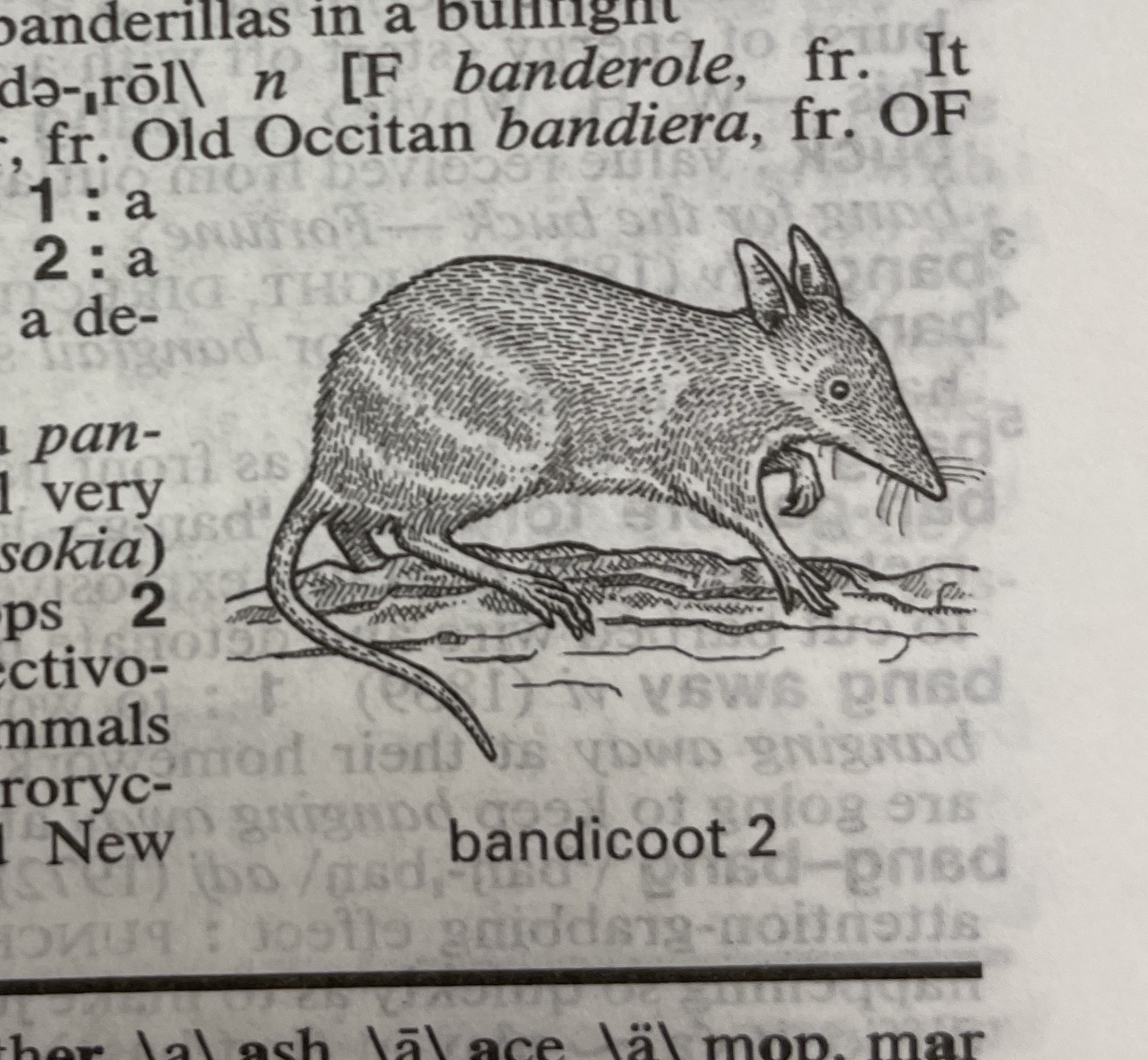 Dictionary illustration