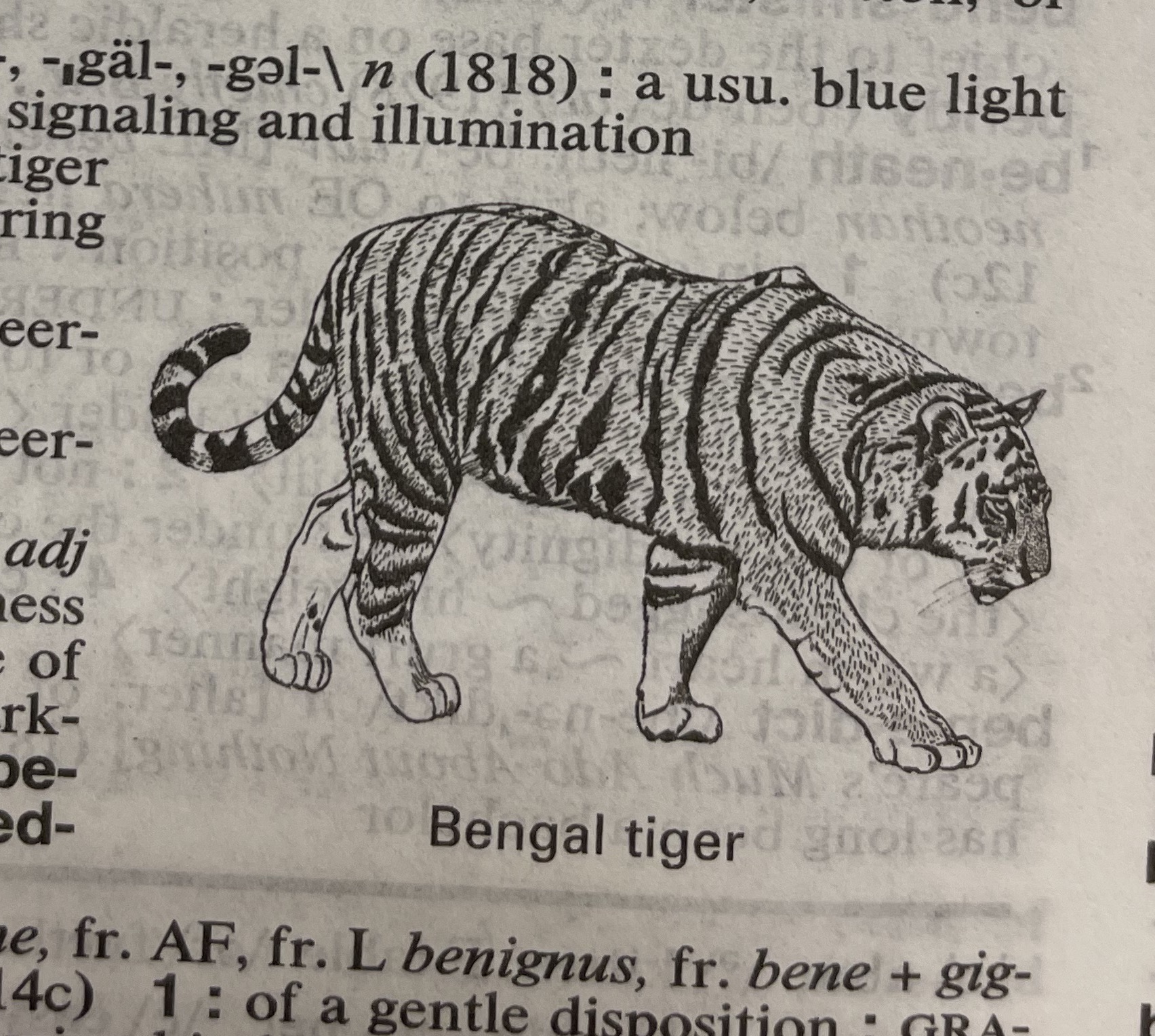 Dictionary illustration