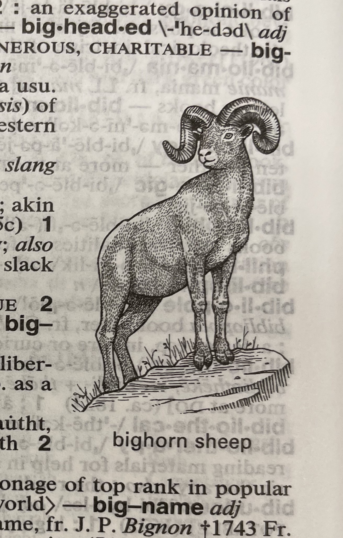 Dictionary illustration
