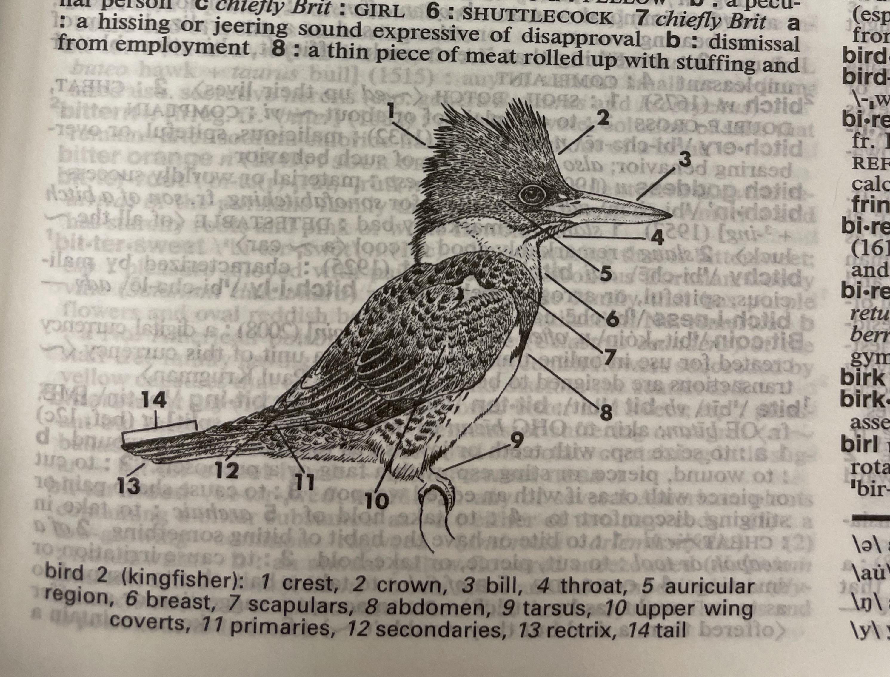 Dictionary illustration