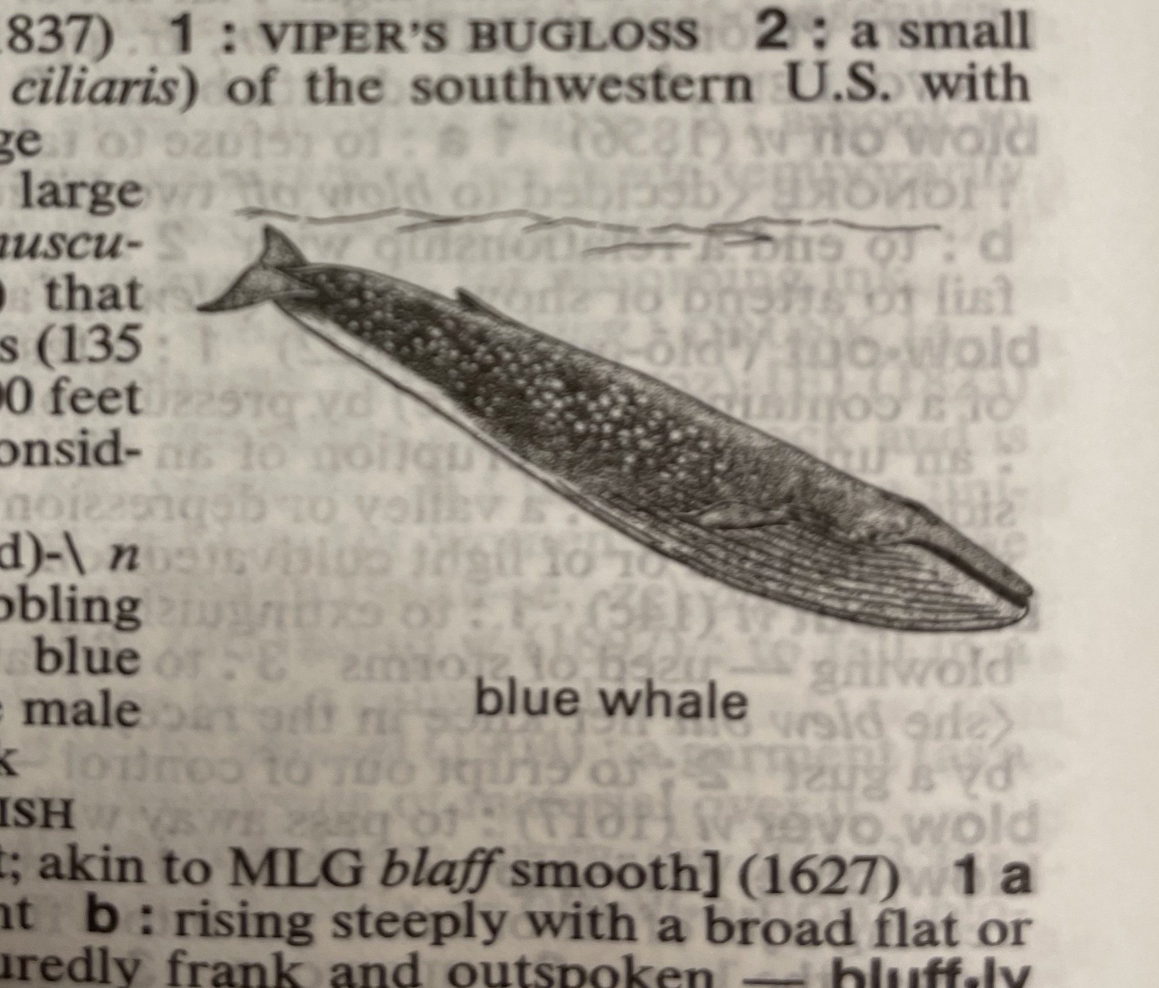 Dictionary illustration