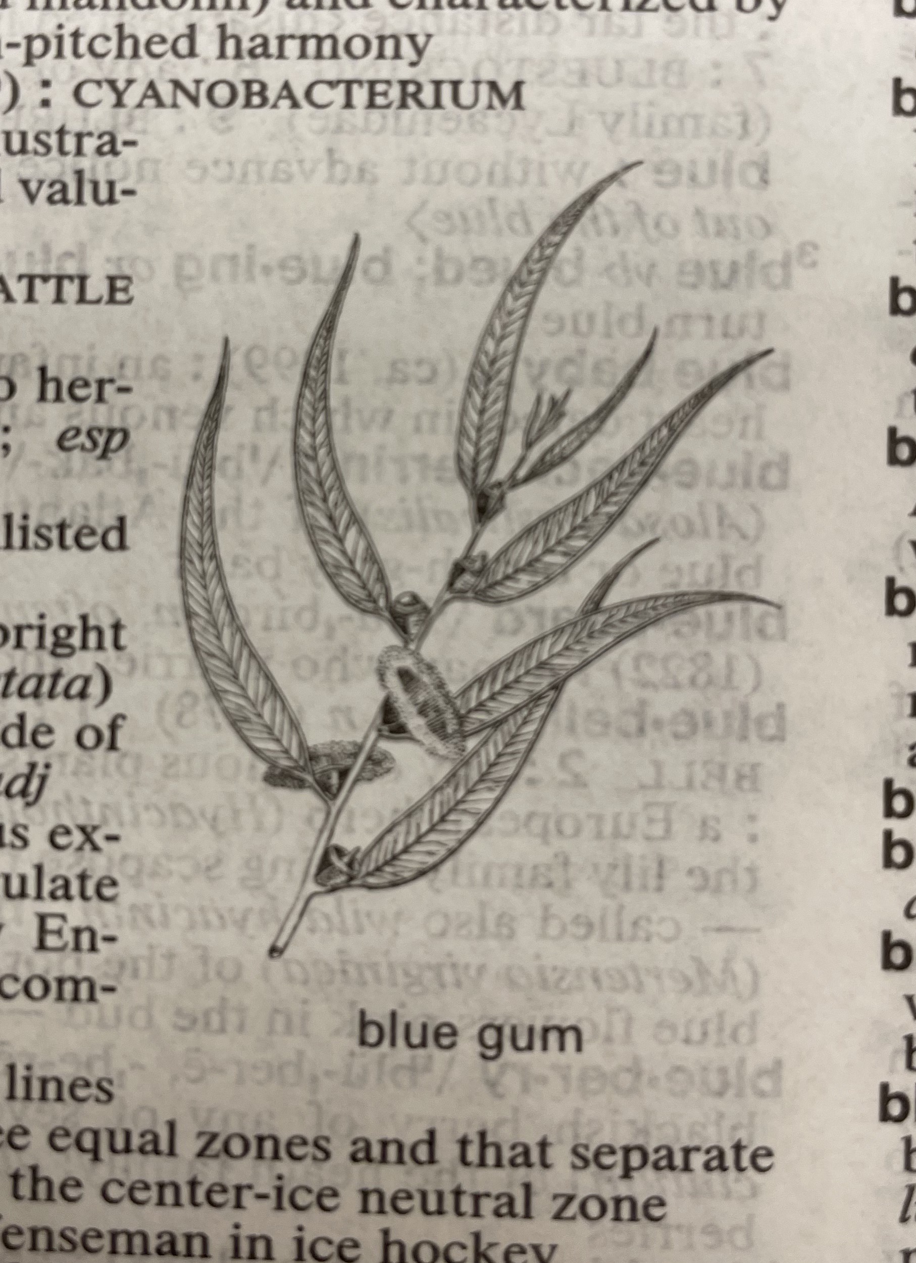 Dictionary illustration