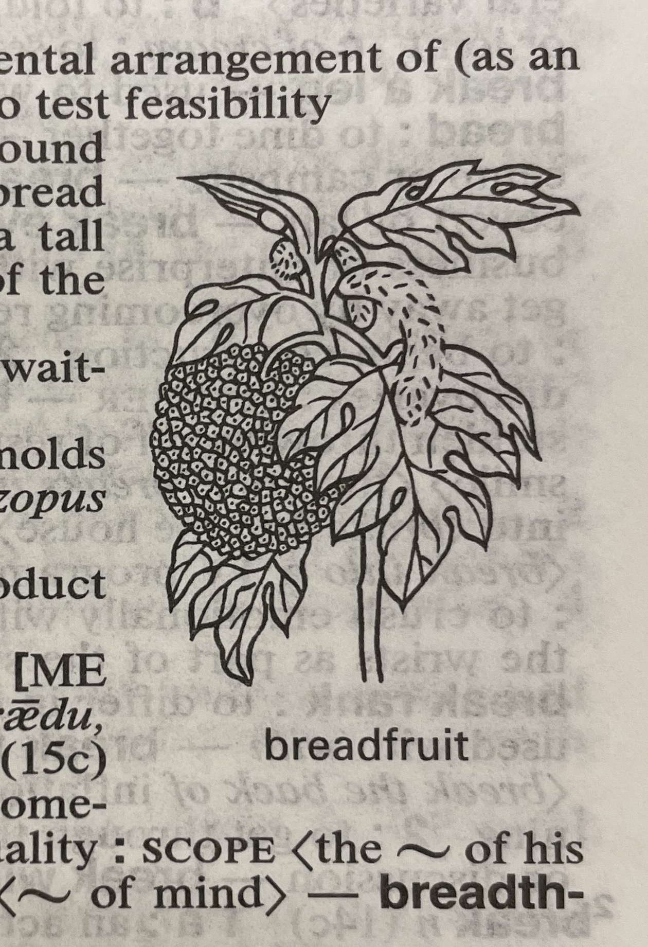 Dictionary illustration