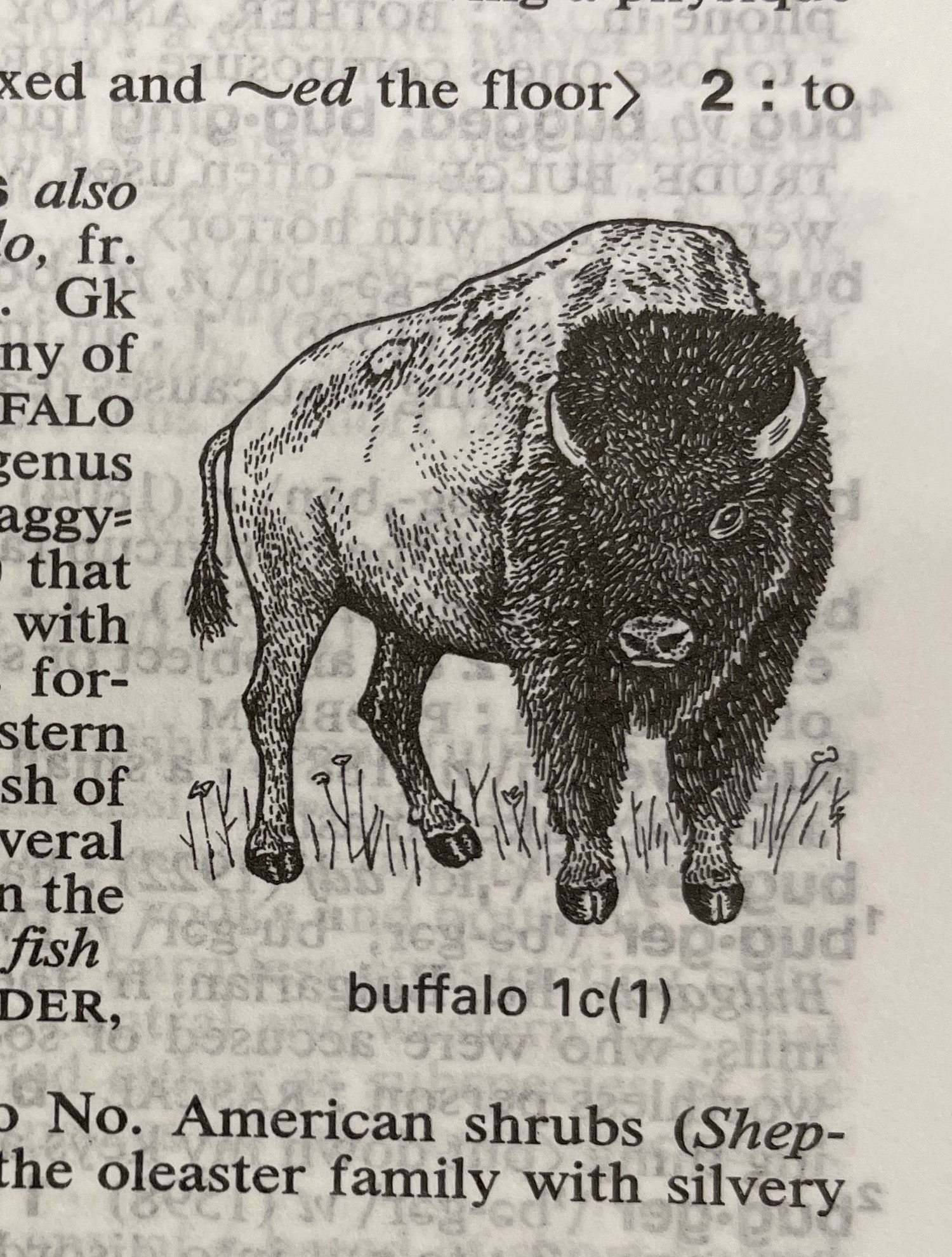 Dictionary illustration