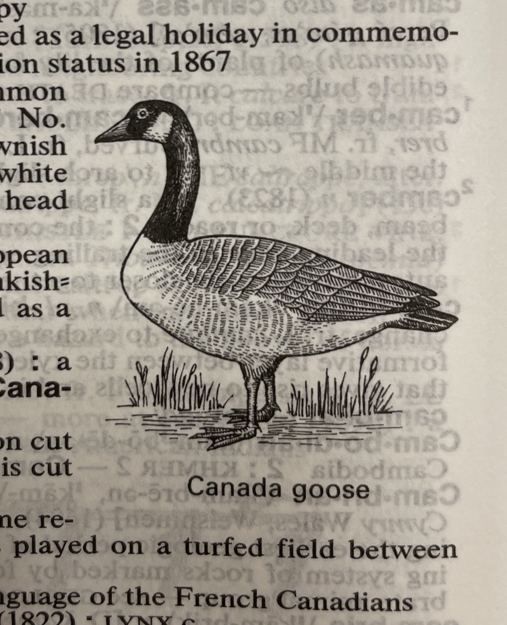 Dictionary illustration