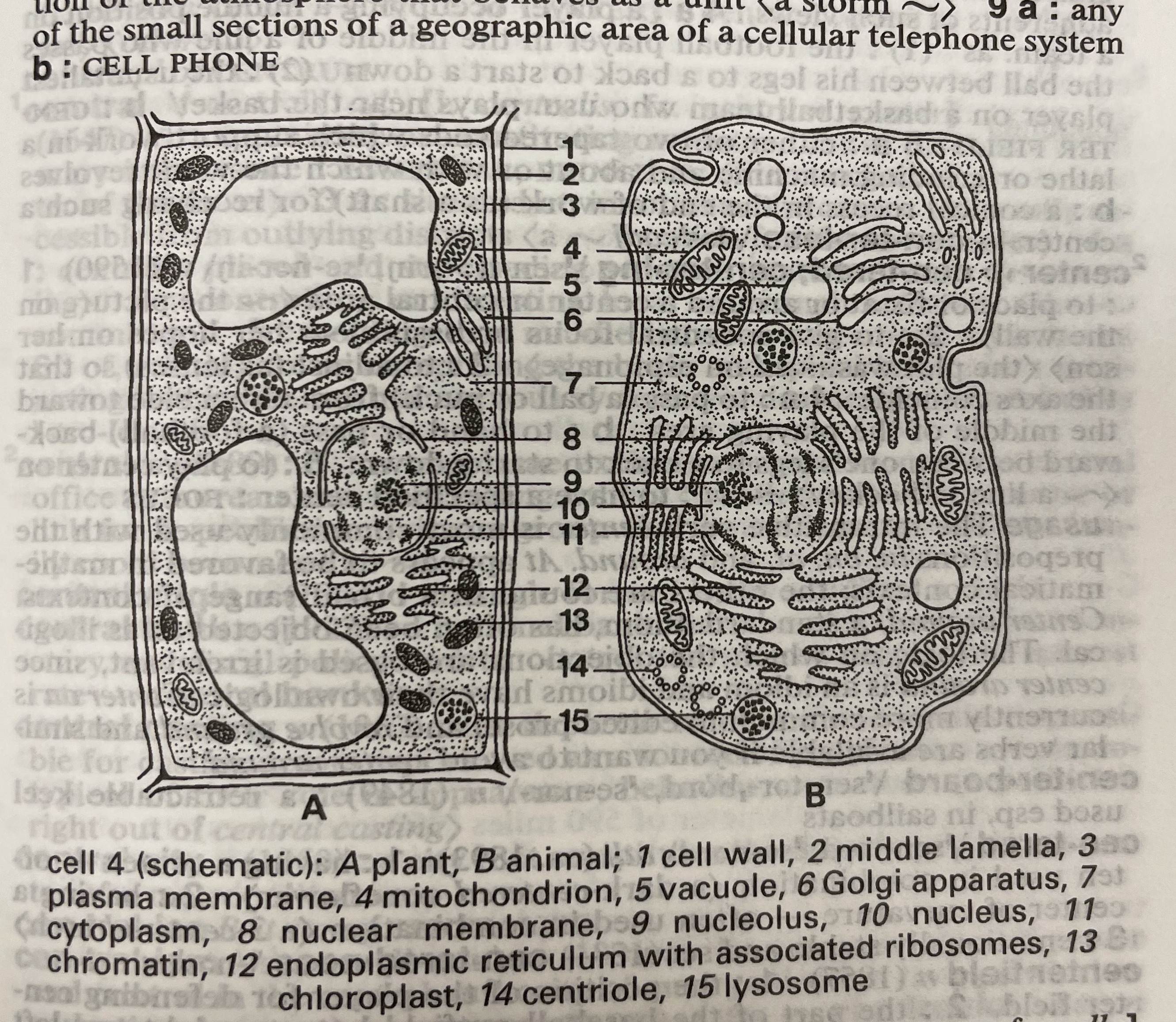Dictionary illustration