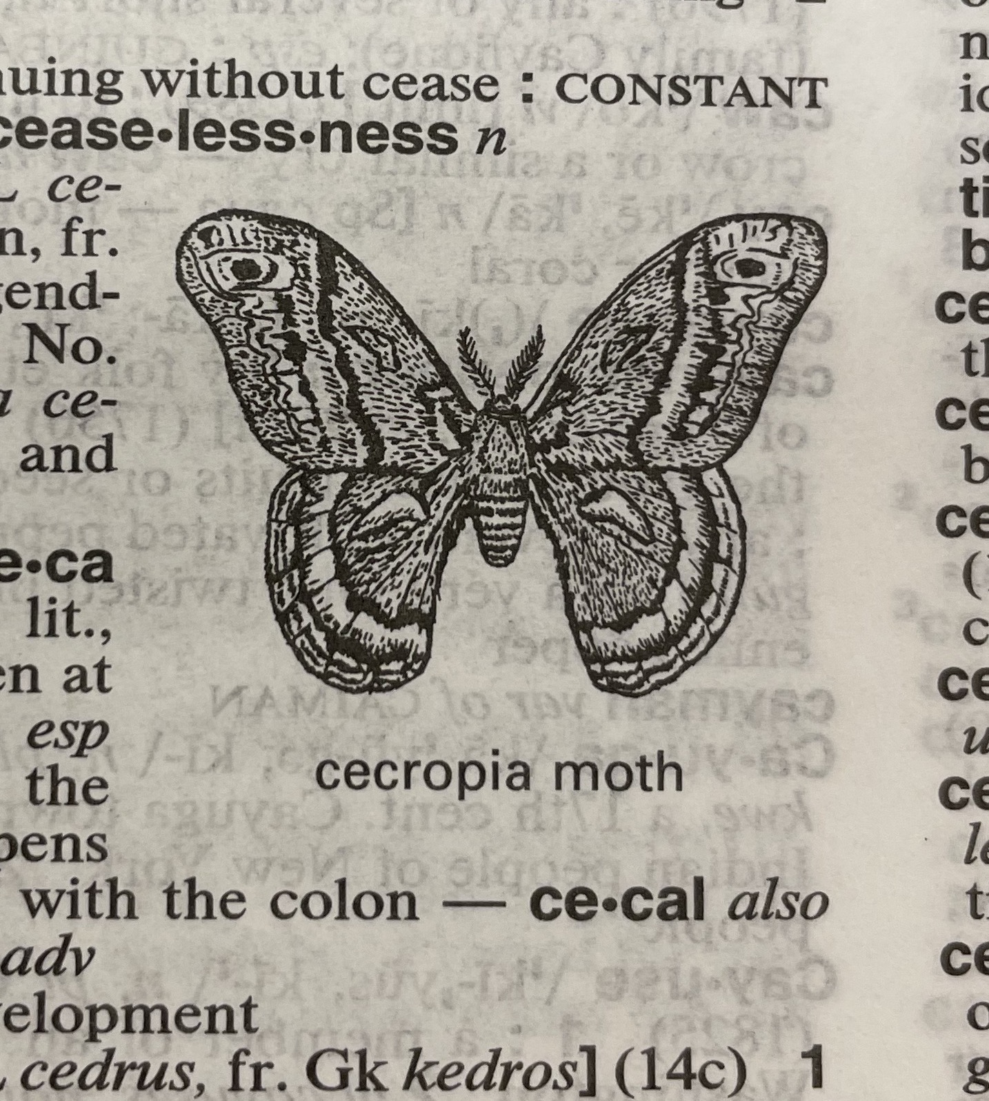 Dictionary illustration