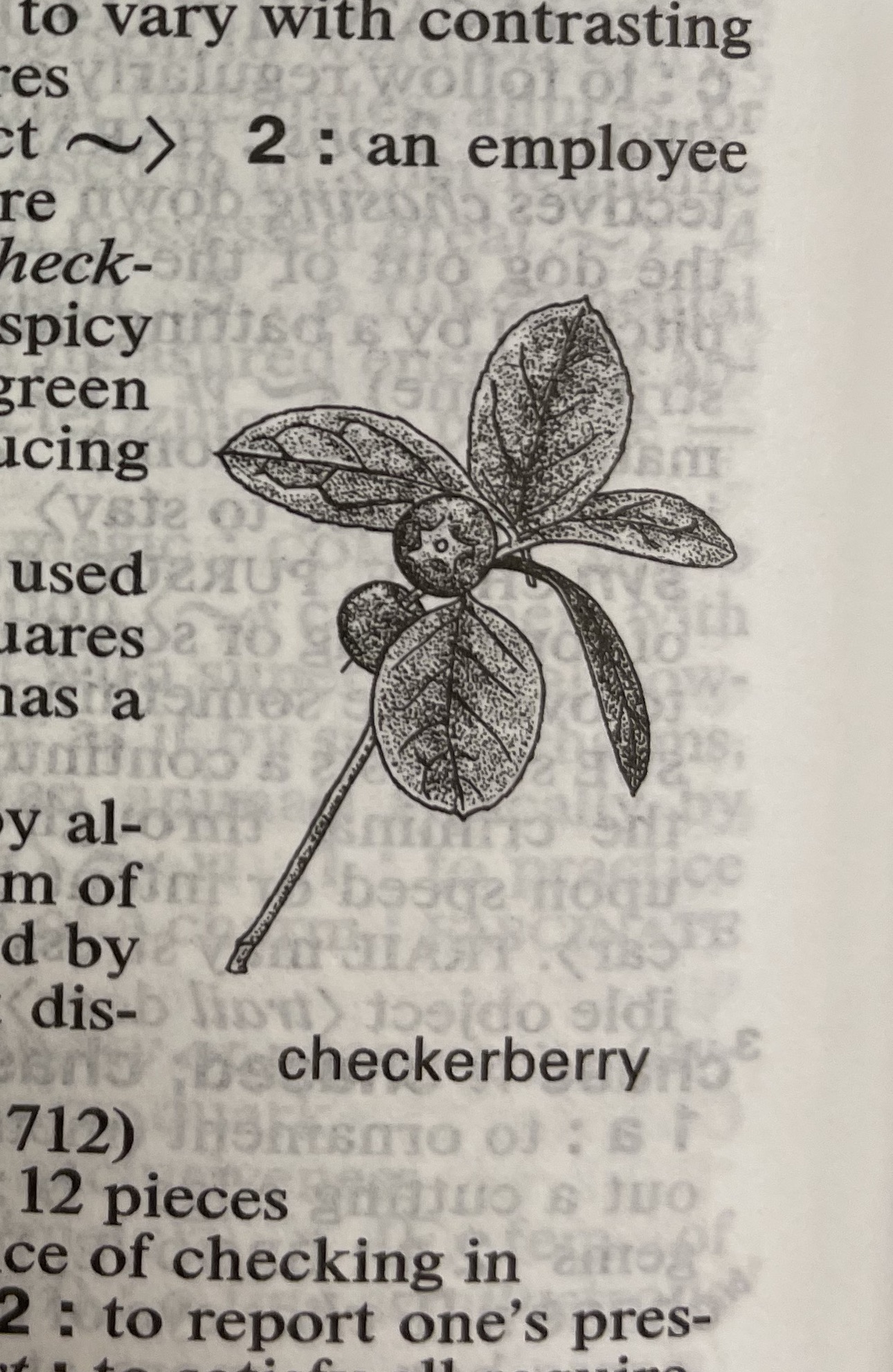 Dictionary illustration