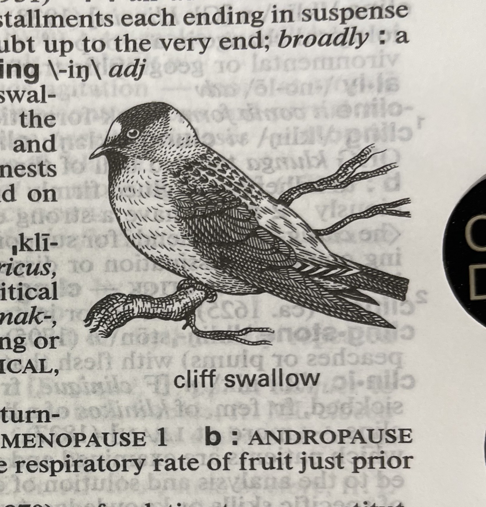 Dictionary illustration