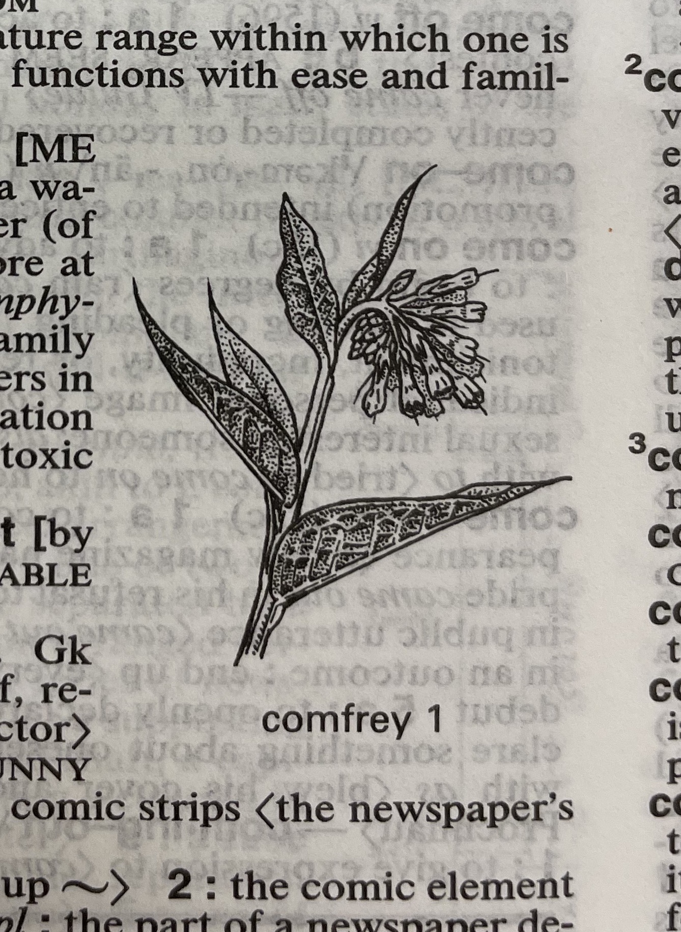 Dictionary illustration