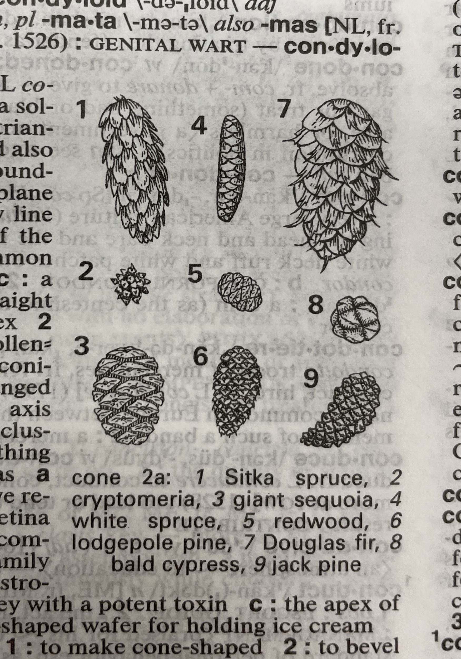 Dictionary illustration