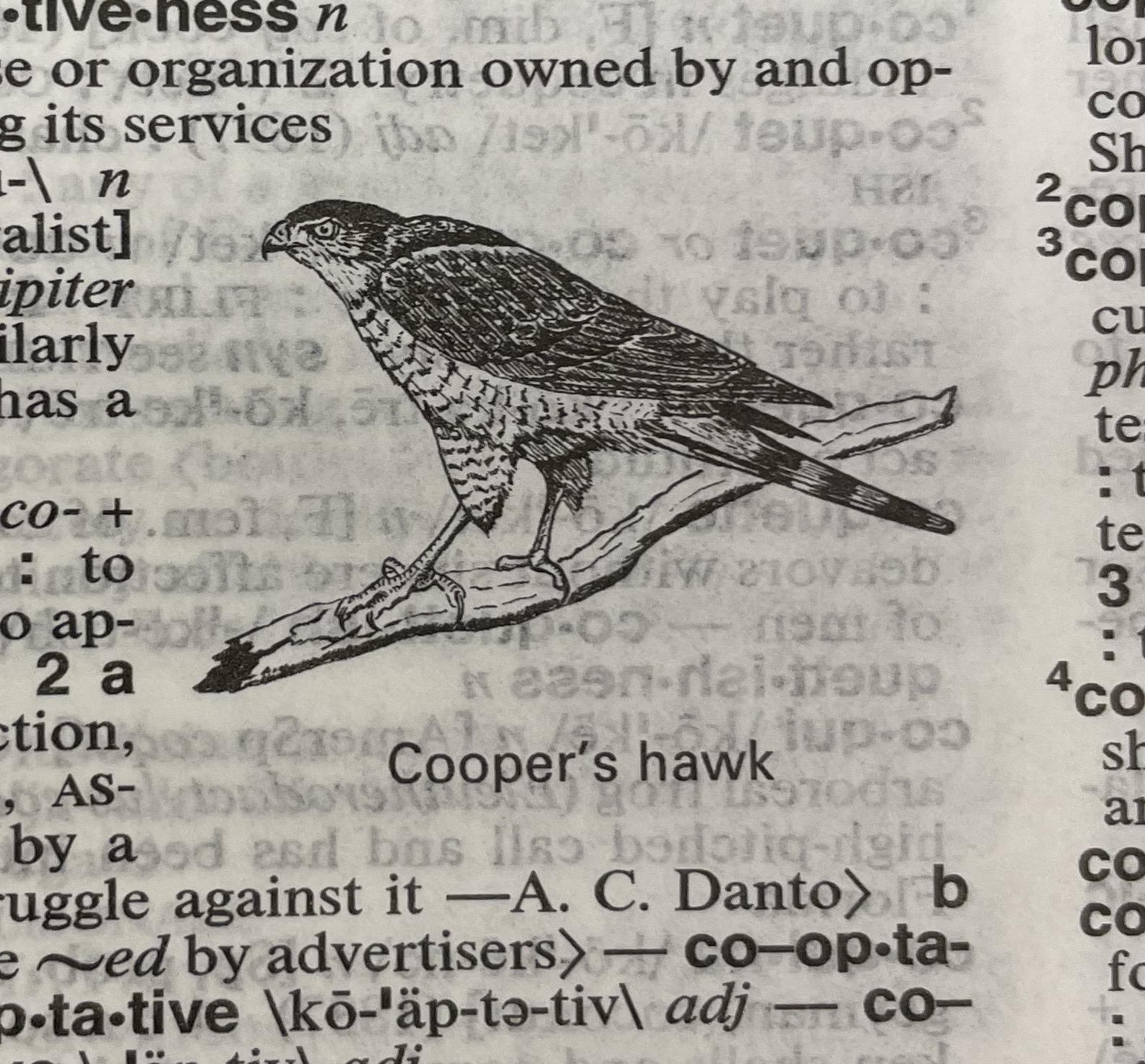 Dictionary illustration
