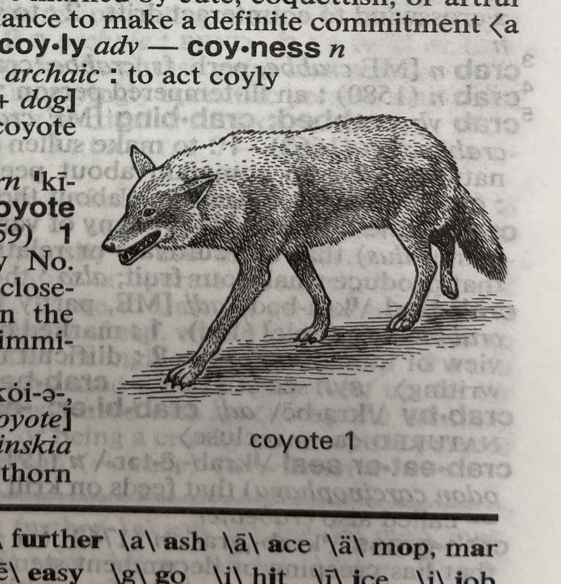 Dictionary illustration