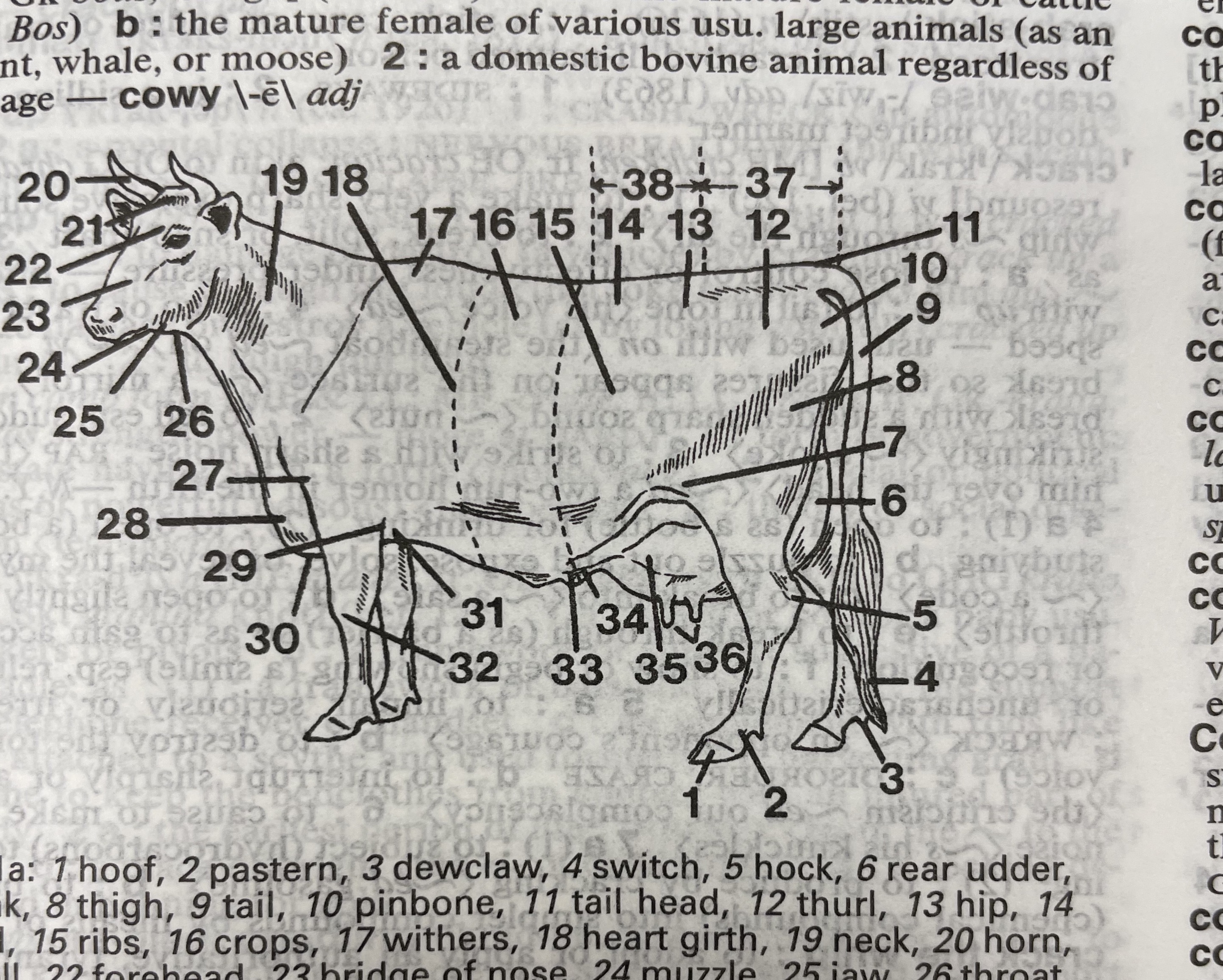 Dictionary illustration