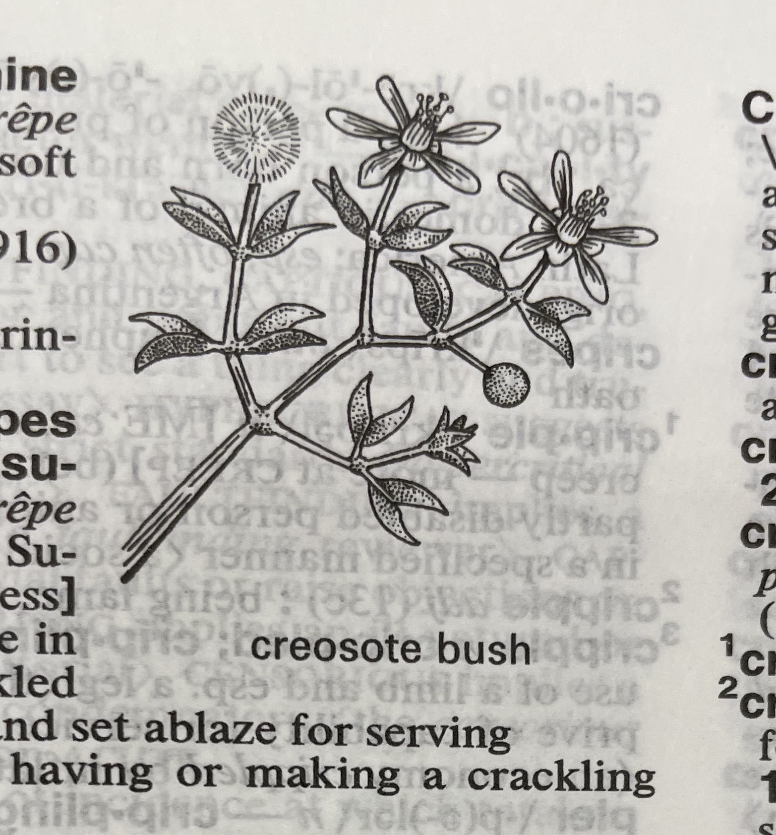 Dictionary illustration