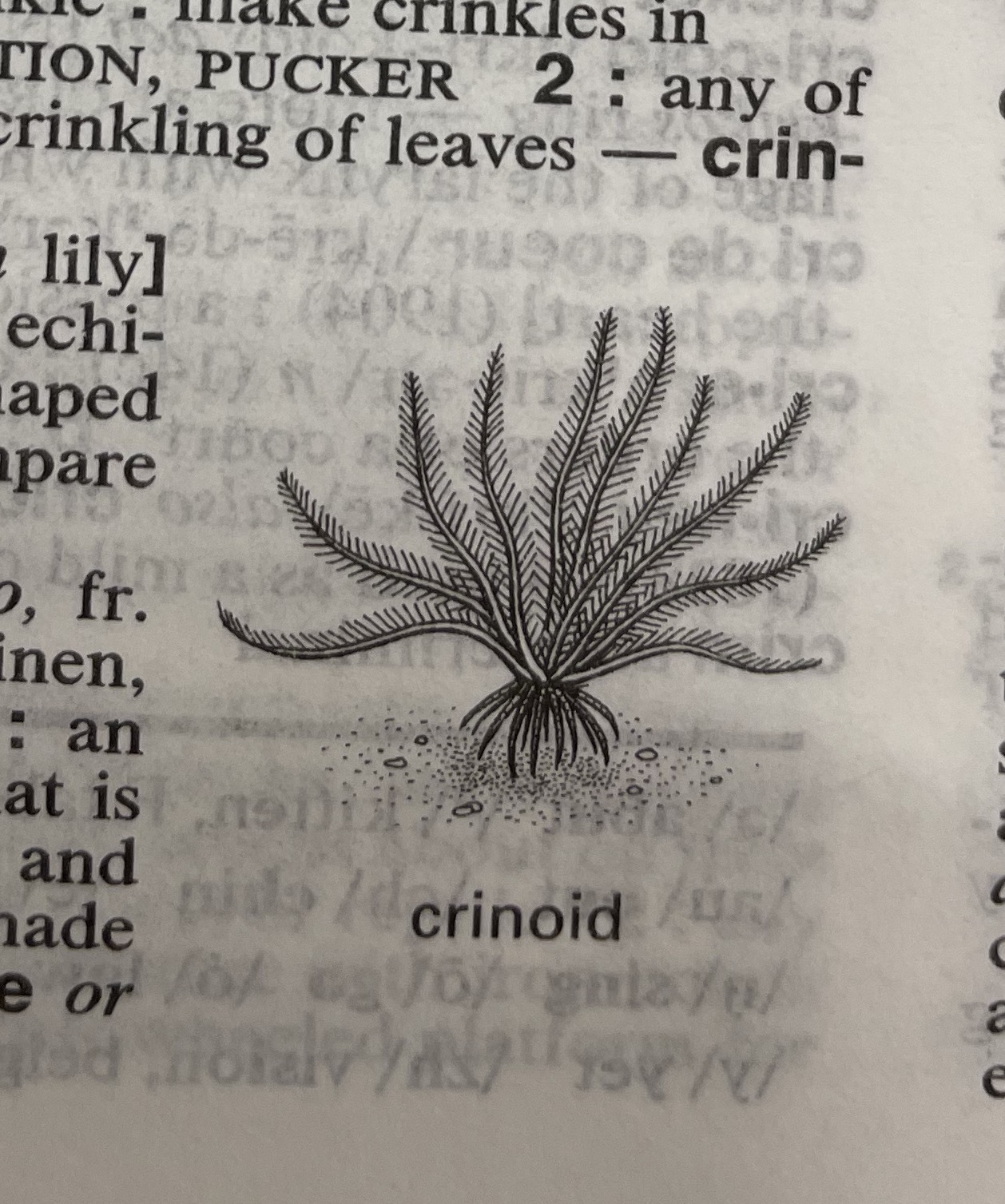 Dictionary illustration