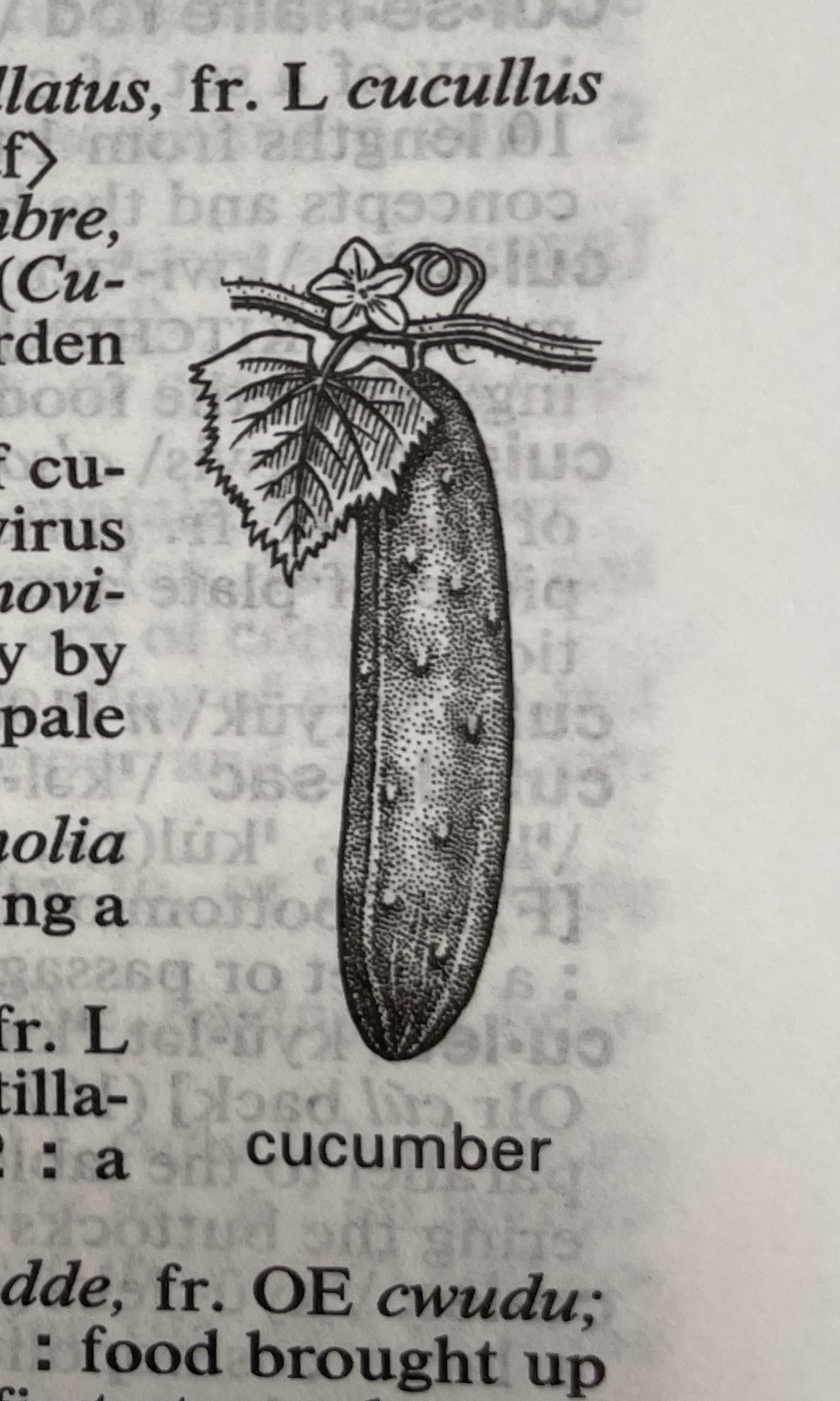 Dictionary illustration