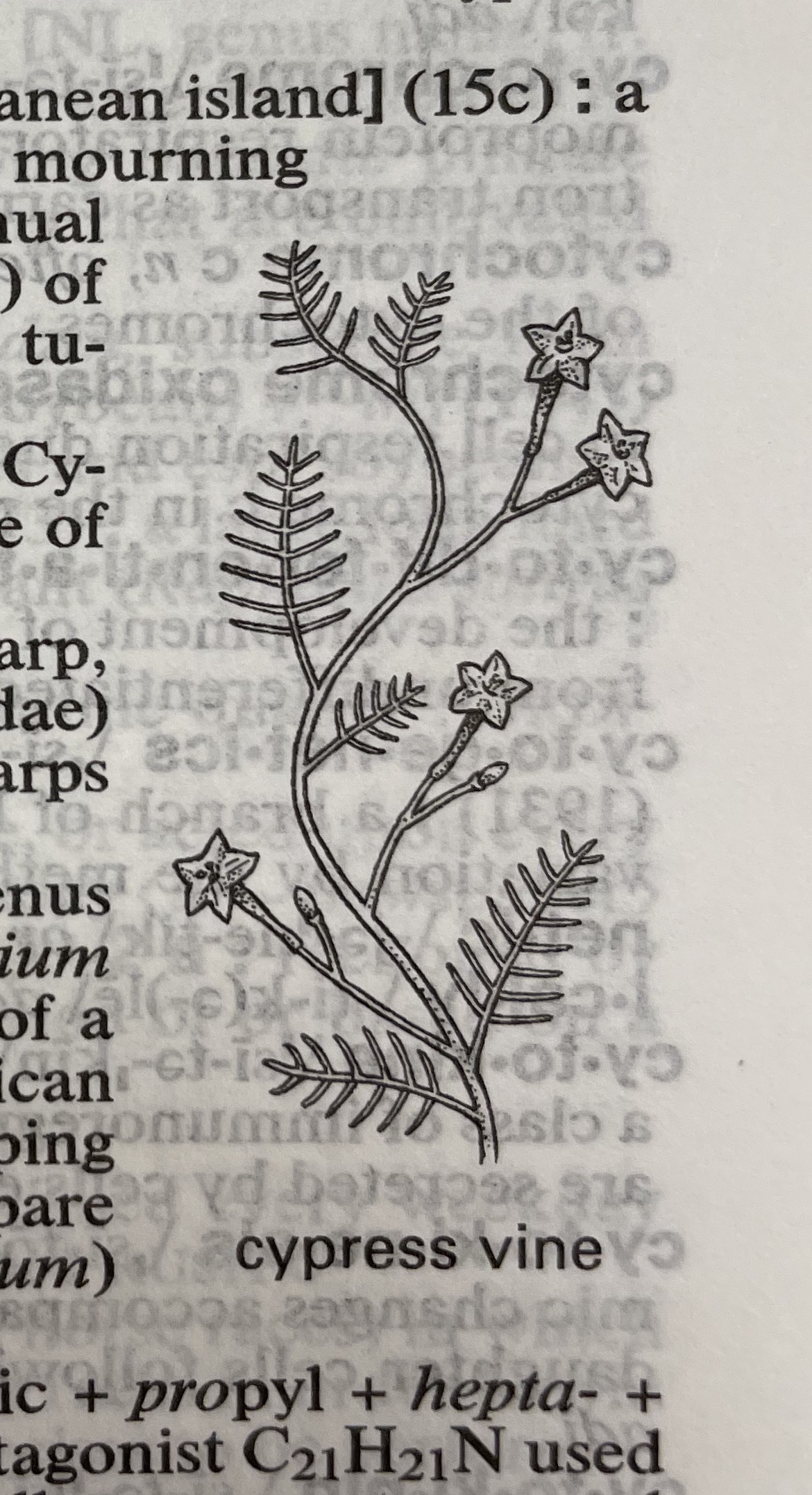 Dictionary illustration