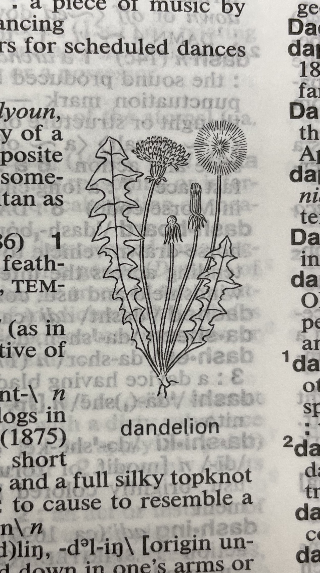 Dictionary illustration