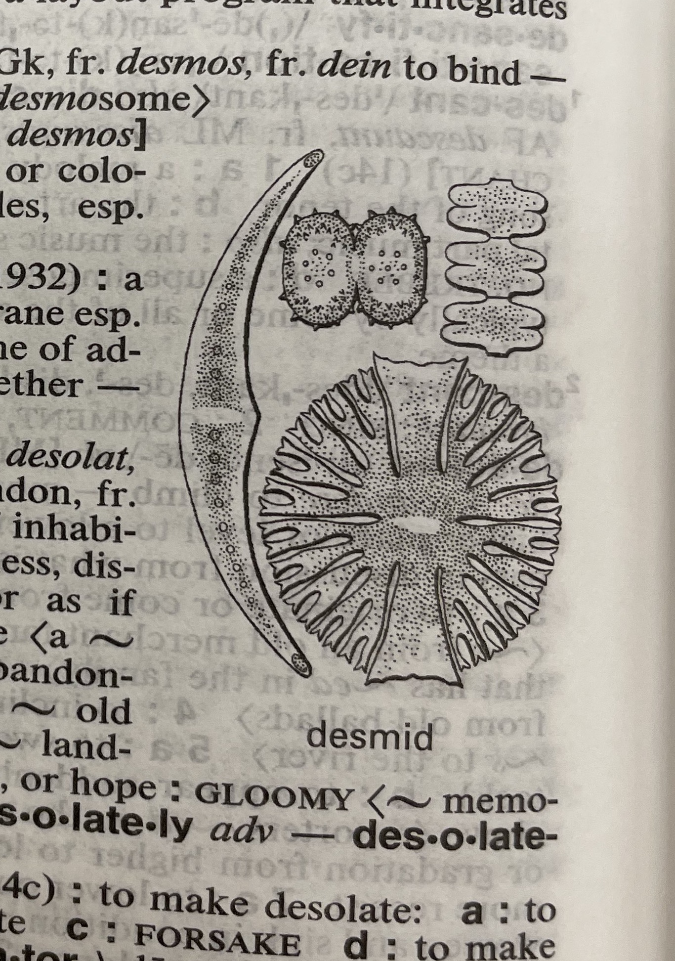 Dictionary illustration