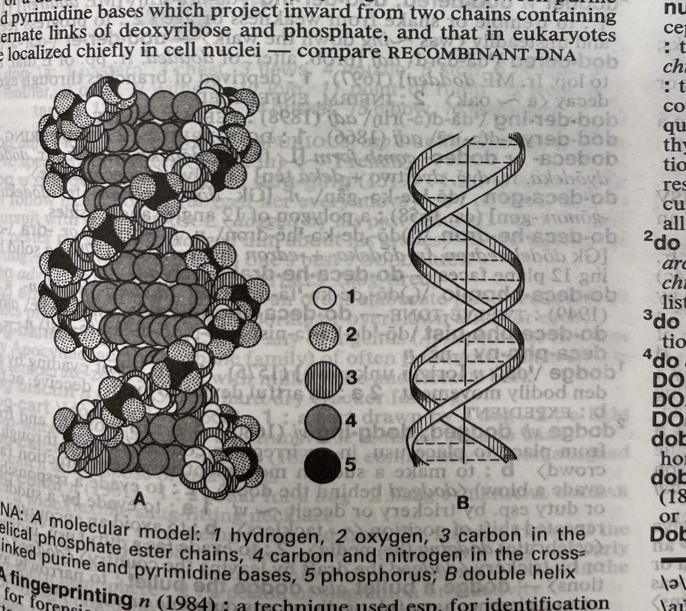 Dictionary illustration