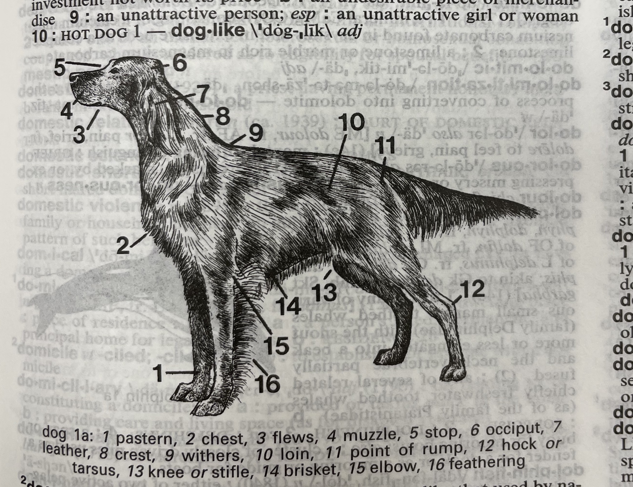 Dictionary illustration