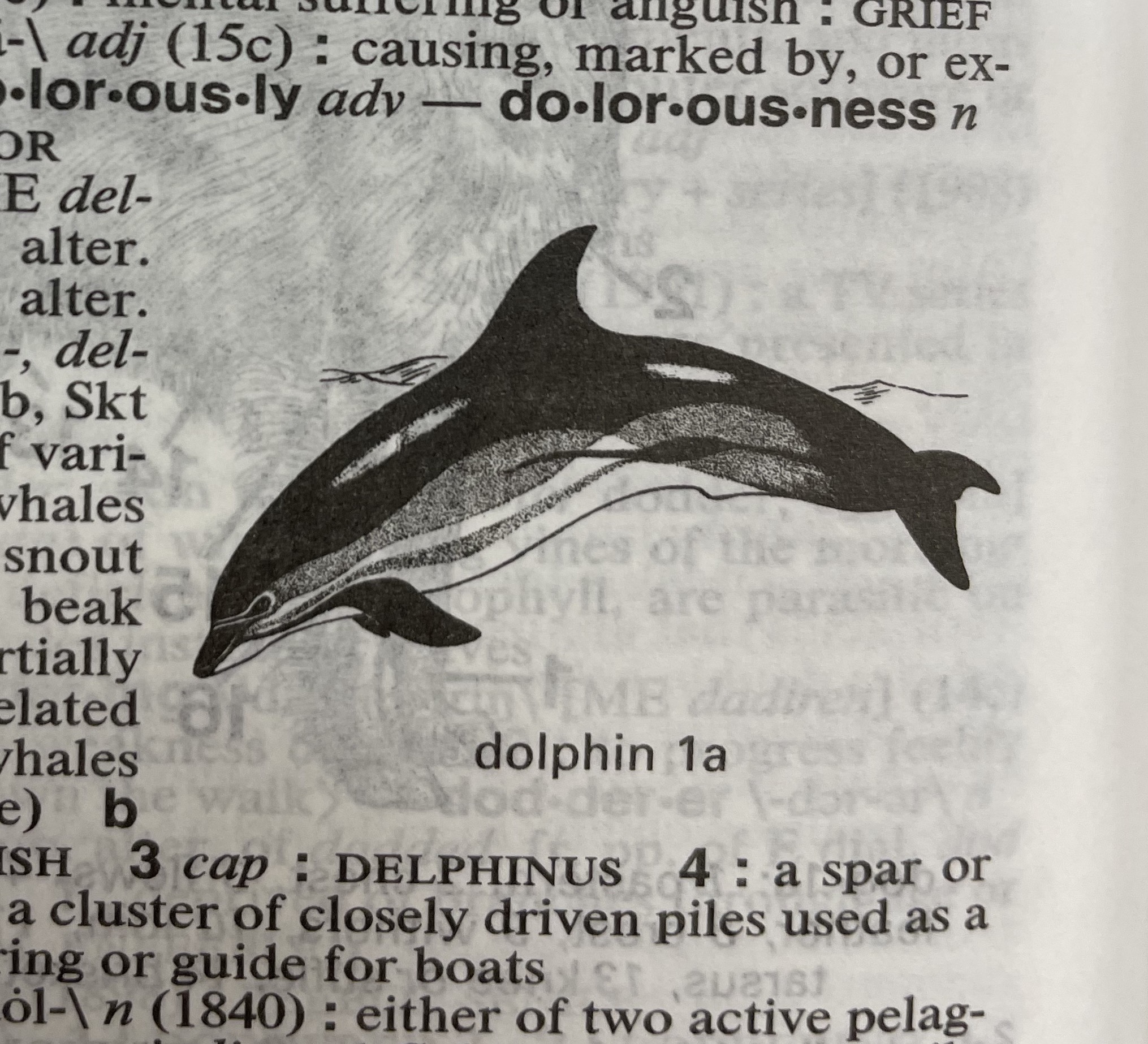 Dictionary illustration