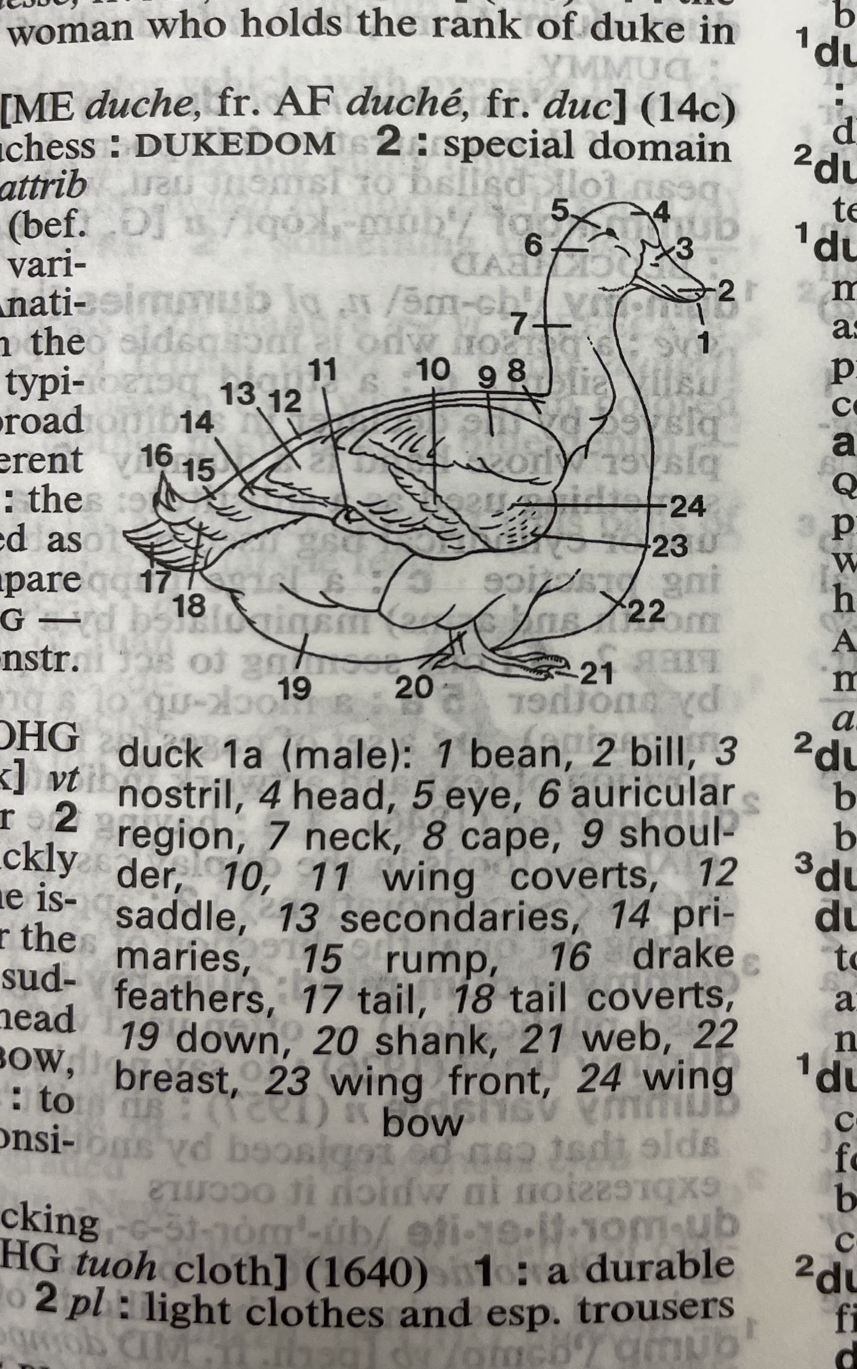 Dictionary illustration