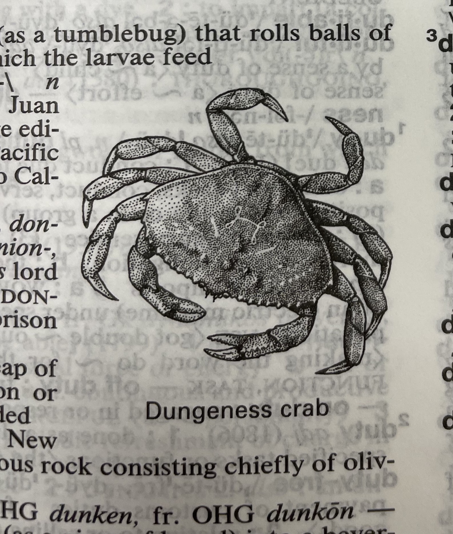 Dictionary illustration
