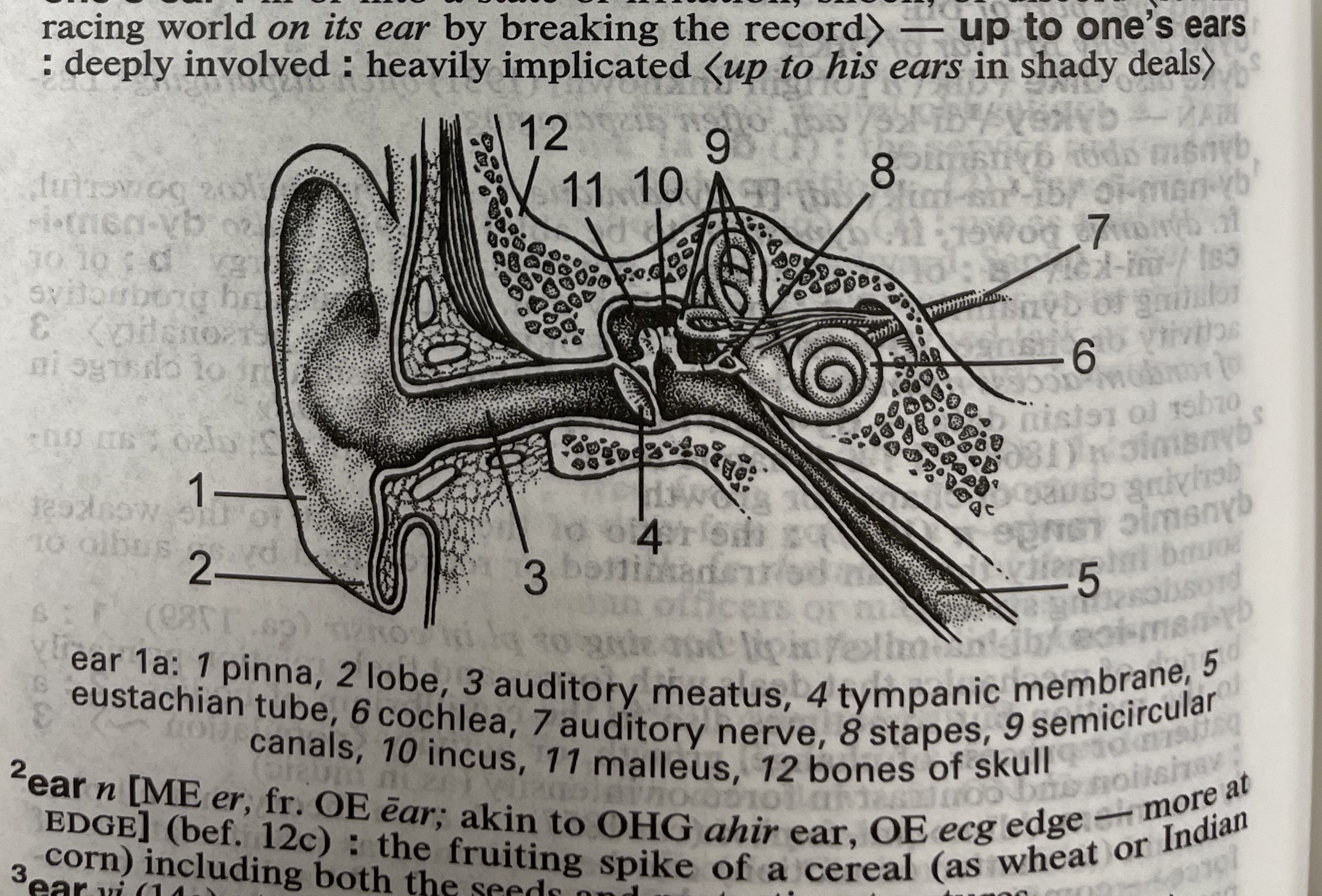 Dictionary illustration