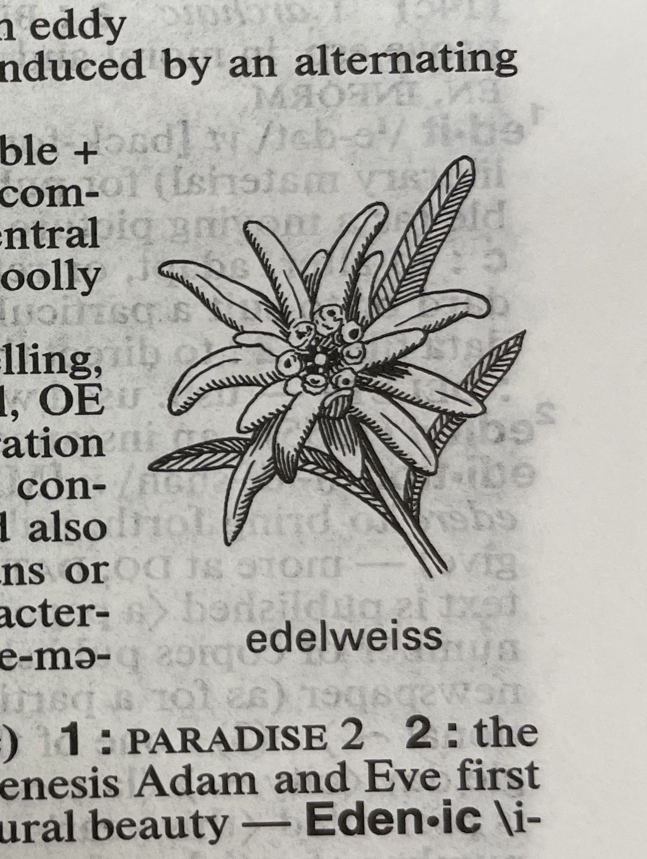 Dictionary illustration