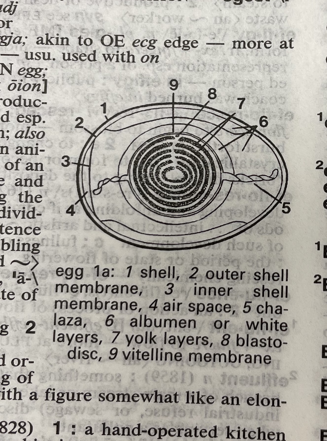 Dictionary illustration