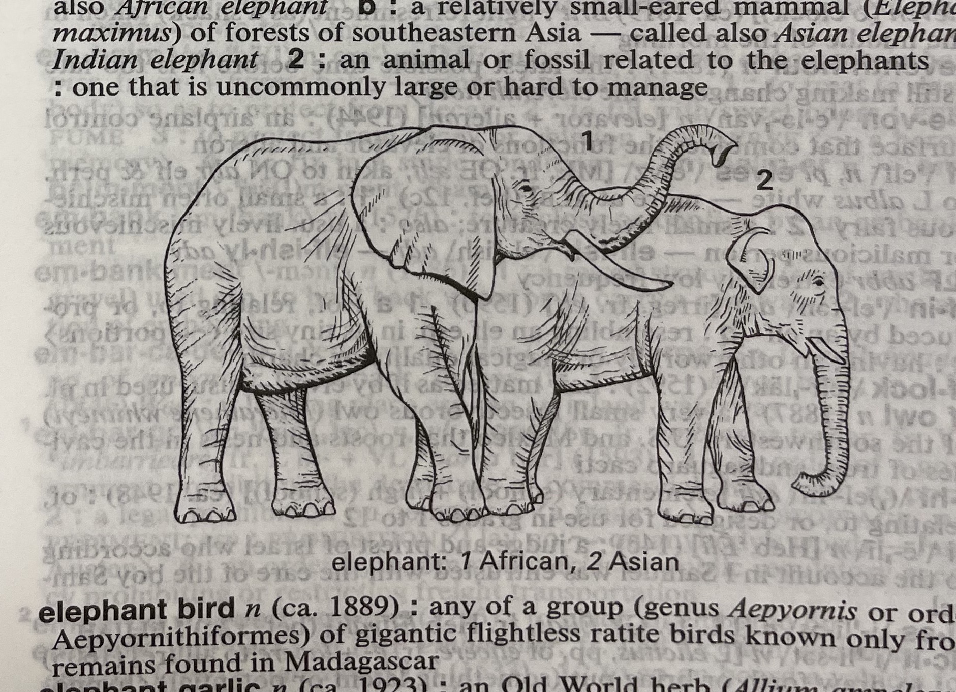 Dictionary illustration