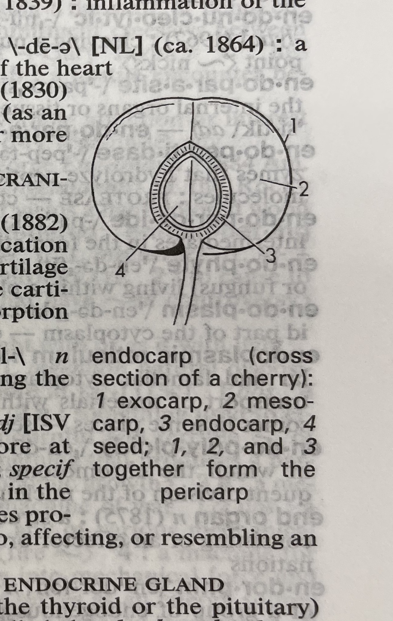 Dictionary illustration