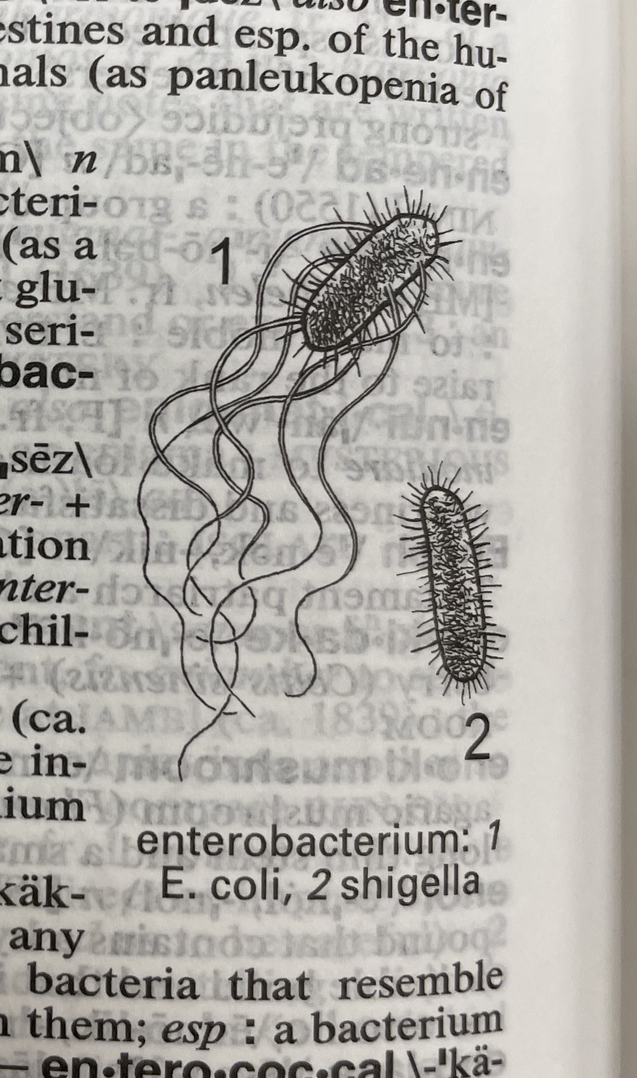 Dictionary illustration