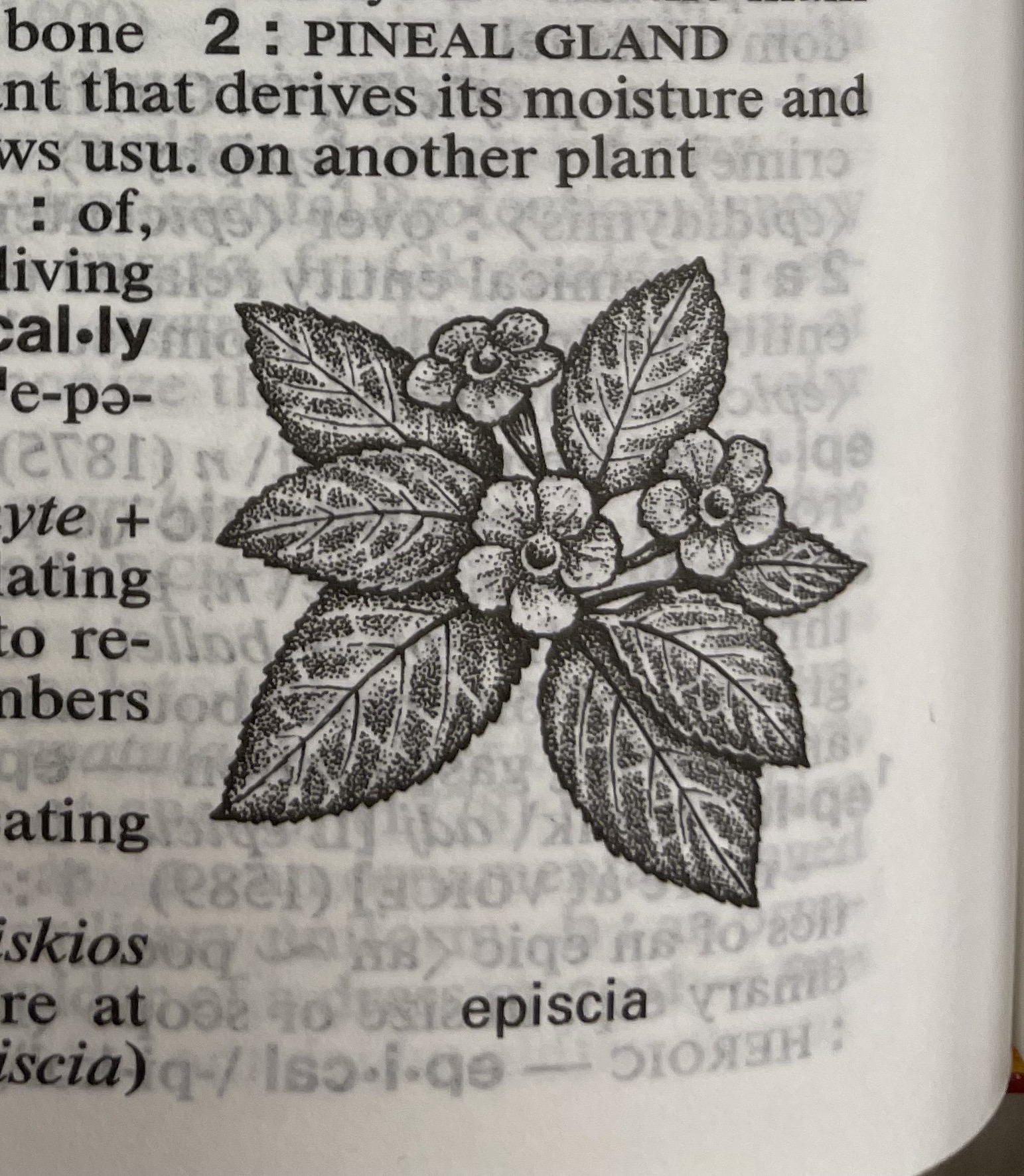 Dictionary illustration
