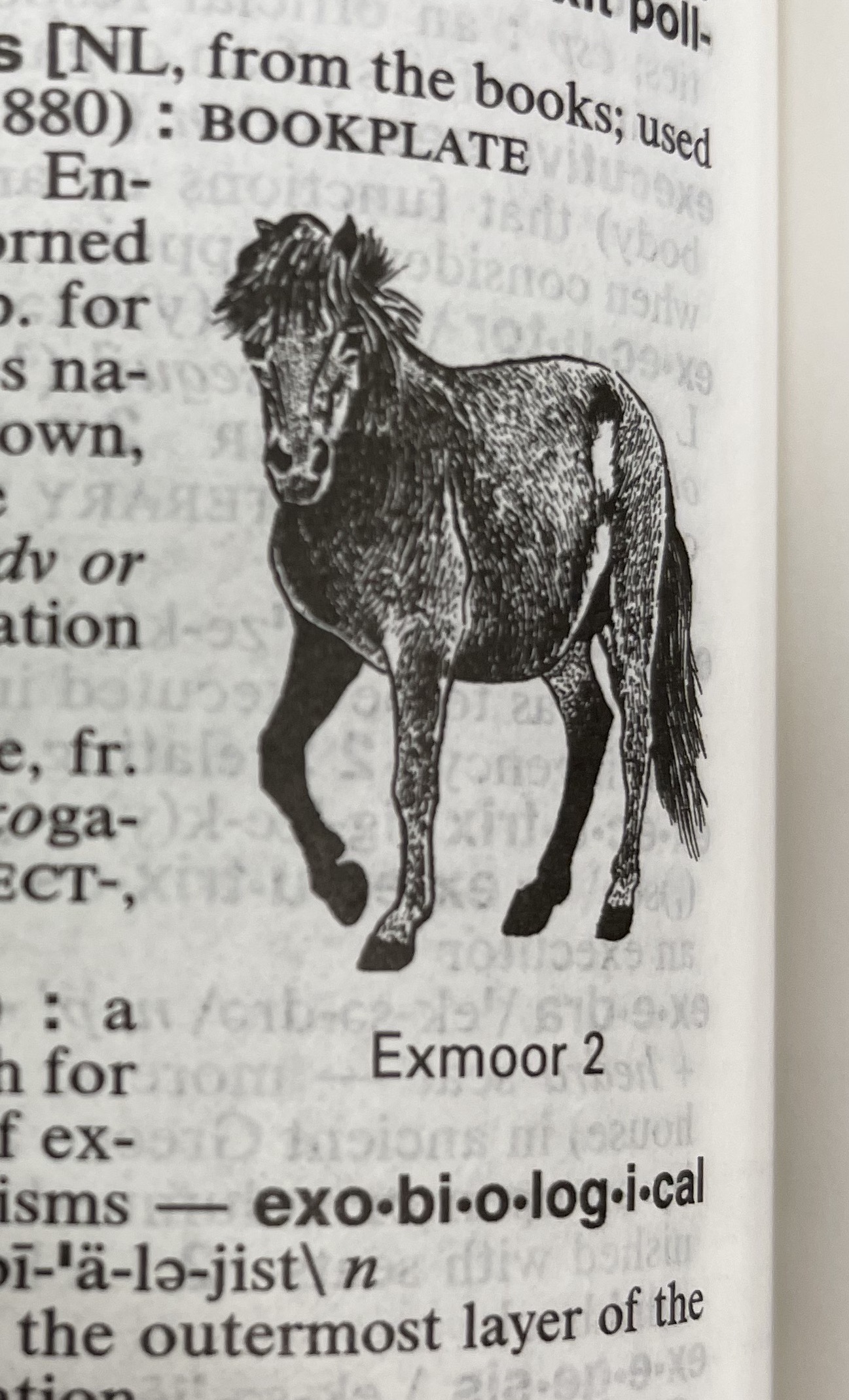 Dictionary illustration