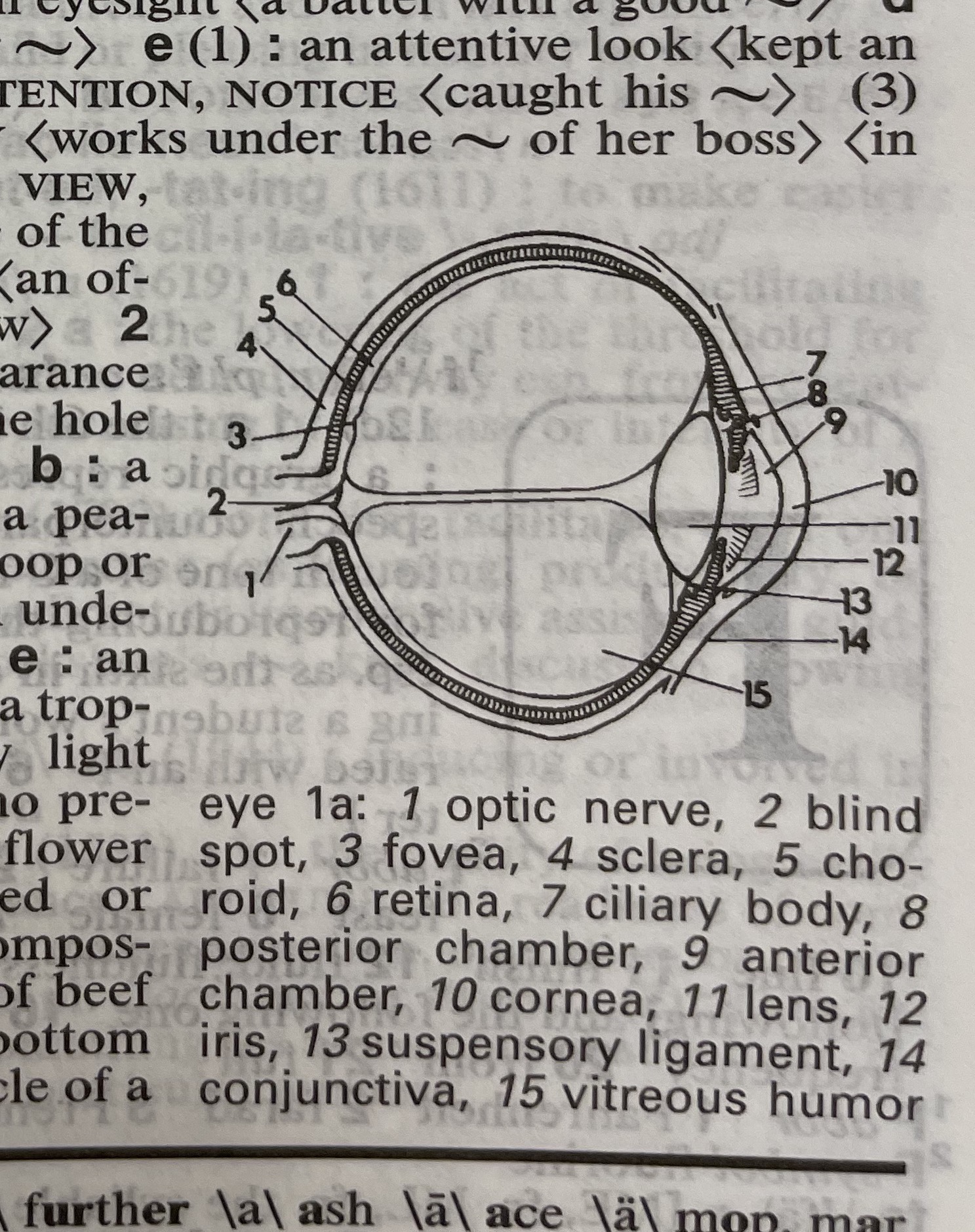 Dictionary illustration